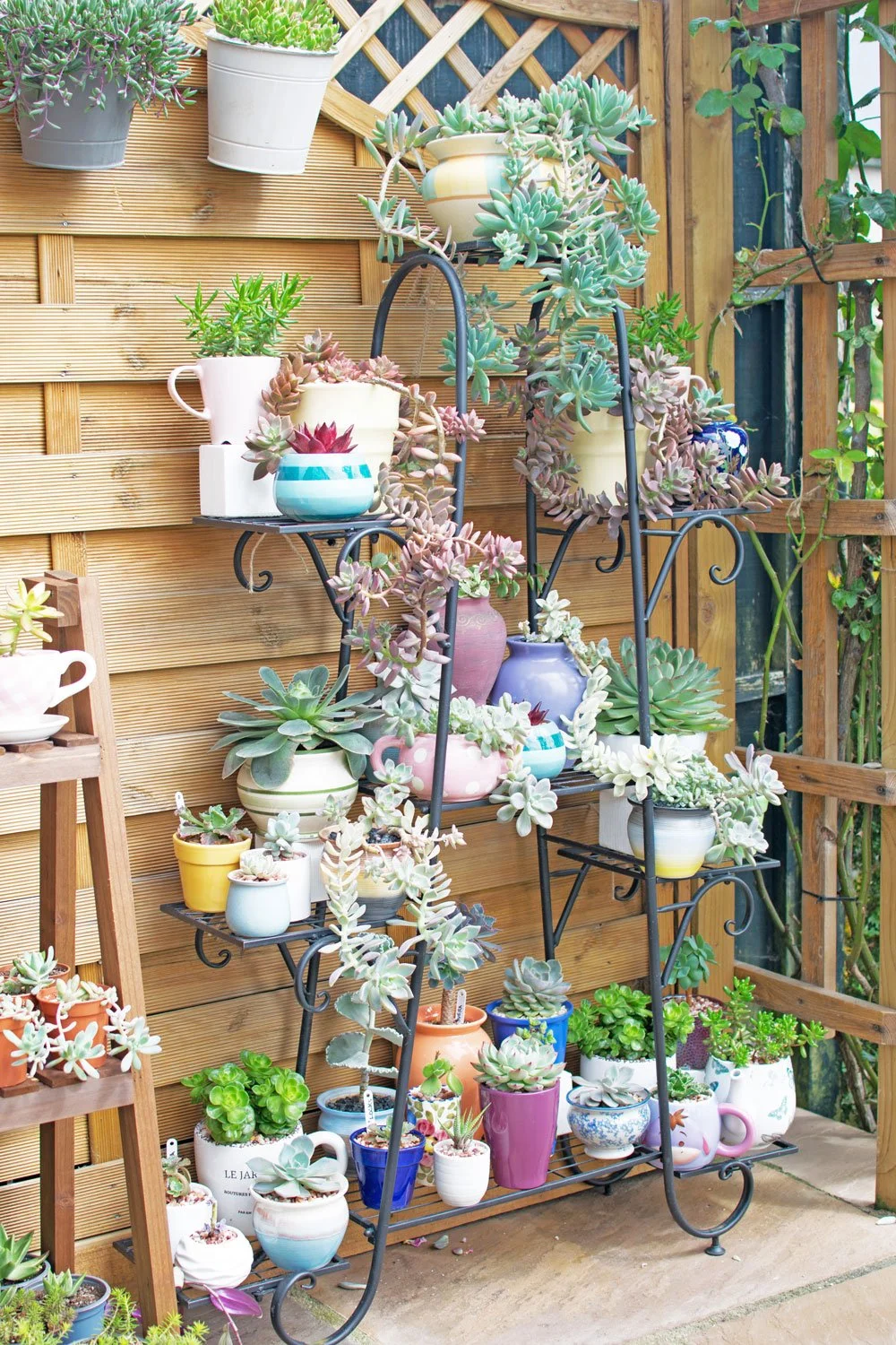 collection of succulents on metal tier rack