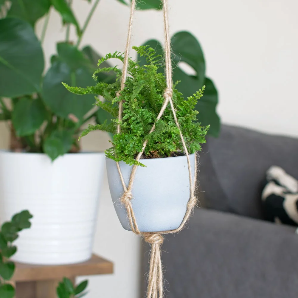 fern in jute plant hanger