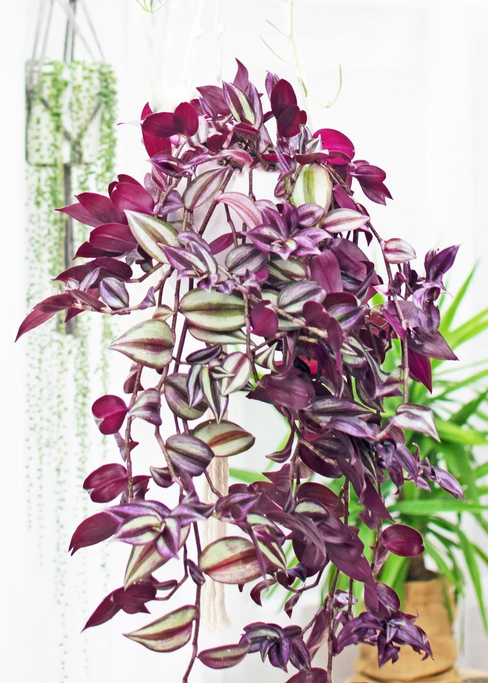 tradescantia in macrame plant hanger