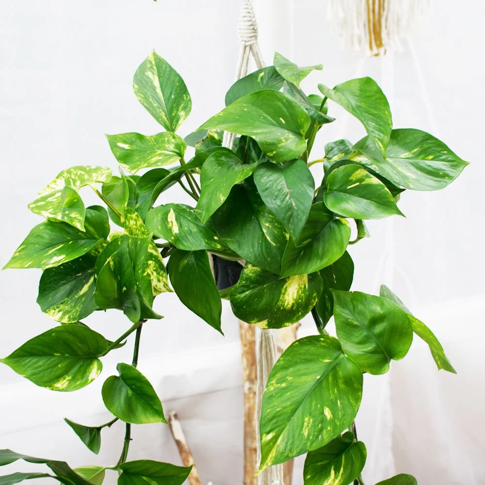 pothos in macrame plant hanger