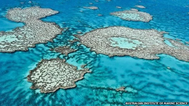 Can we restore the world’s coral reefs? | BBC