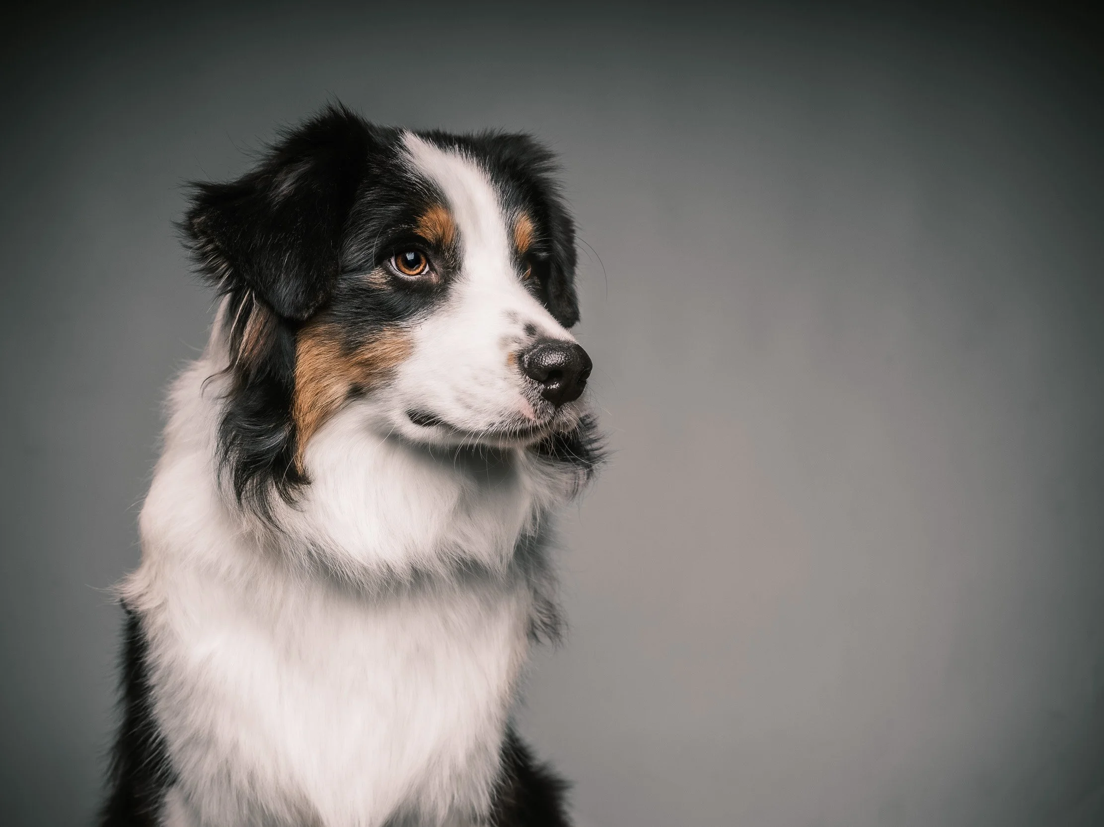 Ritratto in studio di cane Australian Shepherd in primo piano laterale, illuminato con luce morbida su sfondo neutro – servizio fotografico pet a Milano Sud, Rozzano, Cesano Boscone e Assago.