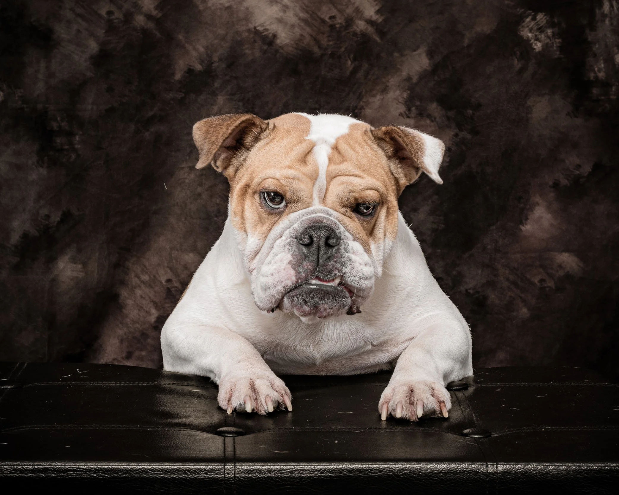 ritratto cane realizzato in studio a buccinasco fotografia professionale elegante e naturale dedicata ad animali di famiglia max capuzzi fotografo
