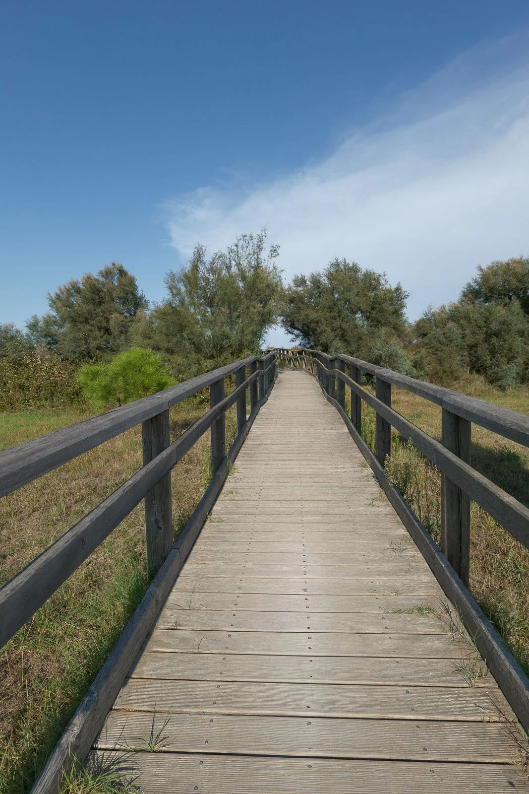 Vista lungo la passerella in legno realizzata da Eni tra la vegetazione delle dune costiere di Ravenna.