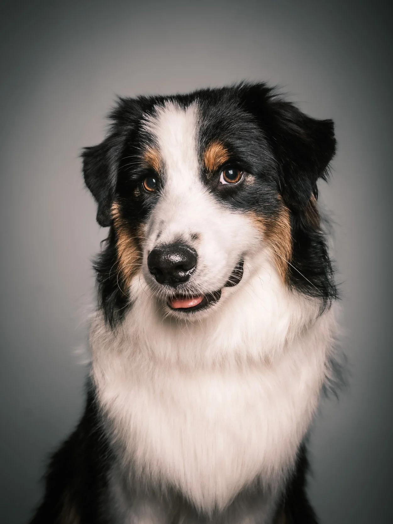 Ritratto in studio di cane Australian Shepherd in primo piano frontale, illuminato con luce morbida su sfondo neutro – servizio fotografico pet a Milano Sud, Buccinasco, Corsico e Rozzano.
