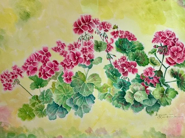 Geraniums in Bloom