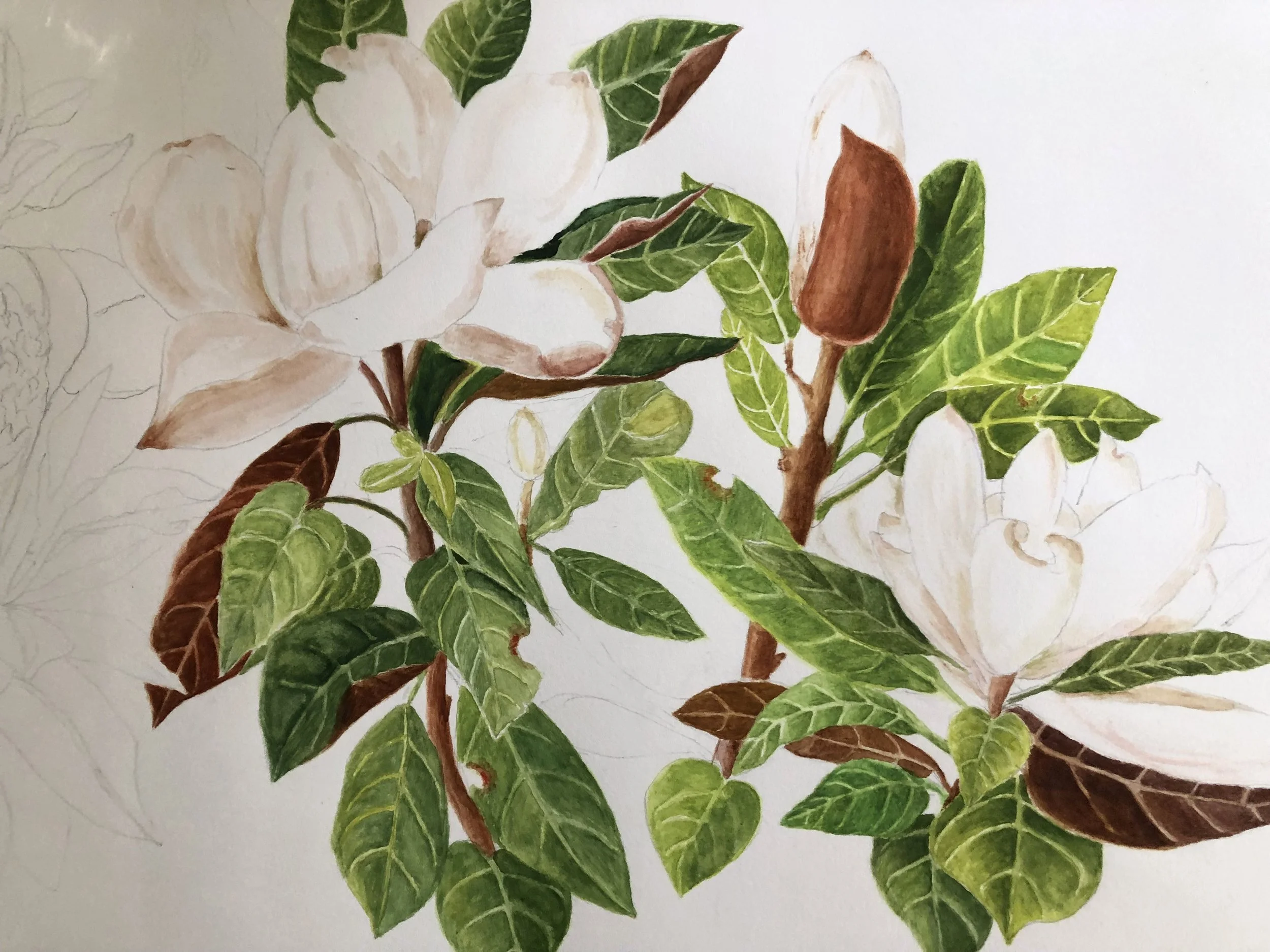 kuuskmae lilyFErmtx4A4_20251021_144551.jpeg