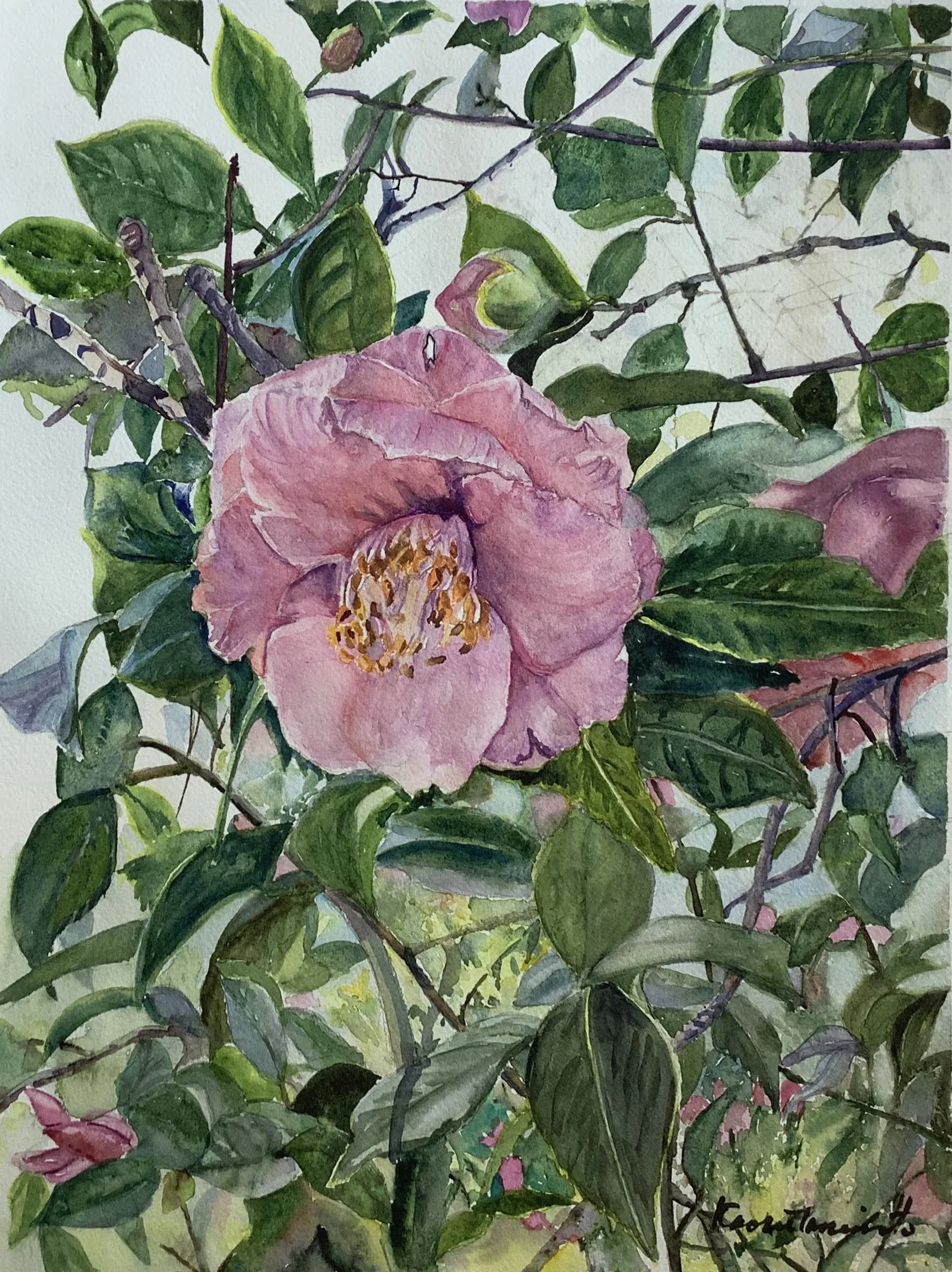 Camellia Japonica at Descanso Garden