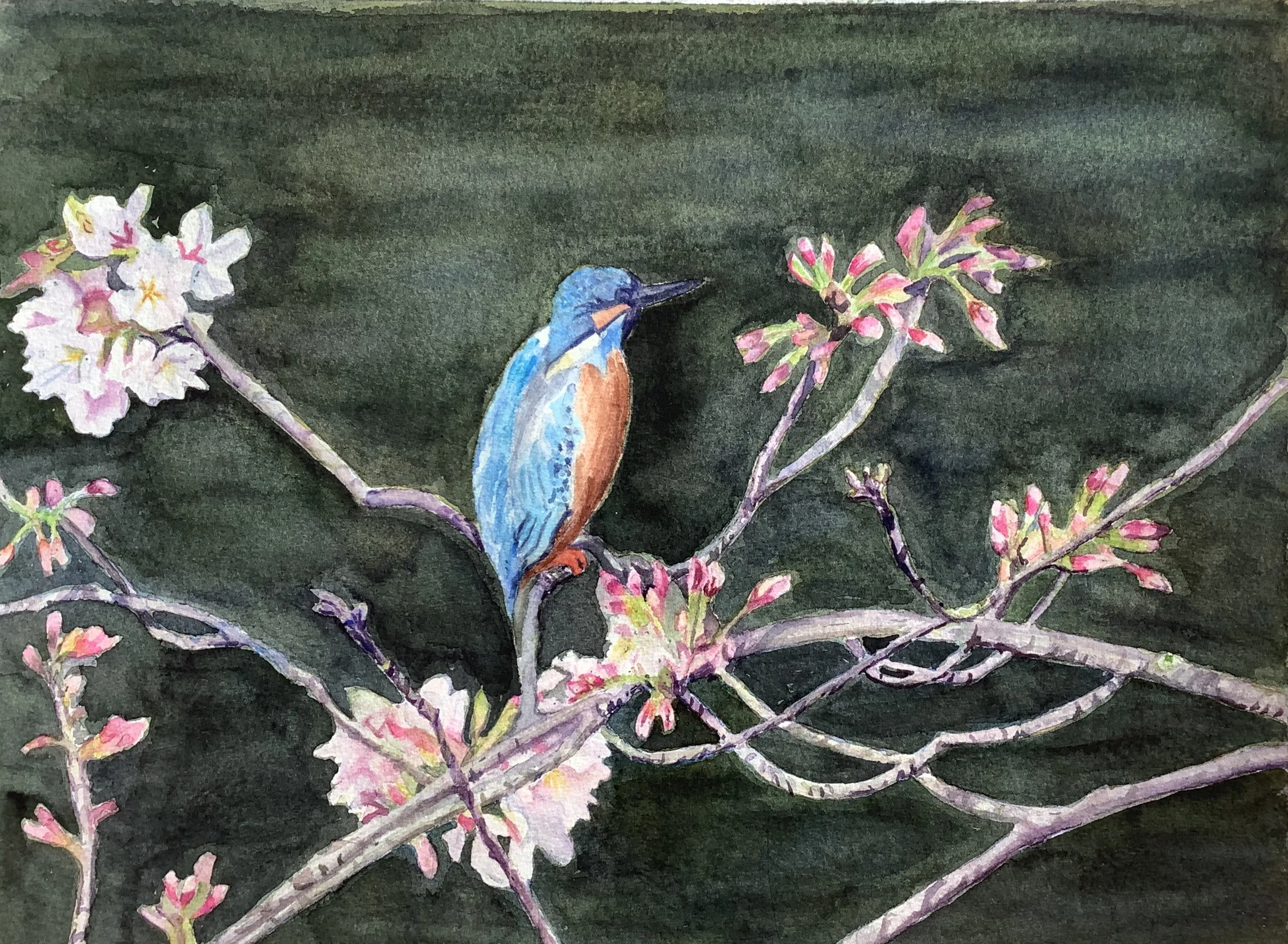 Kingfisher Perching on Cherry Blossoms