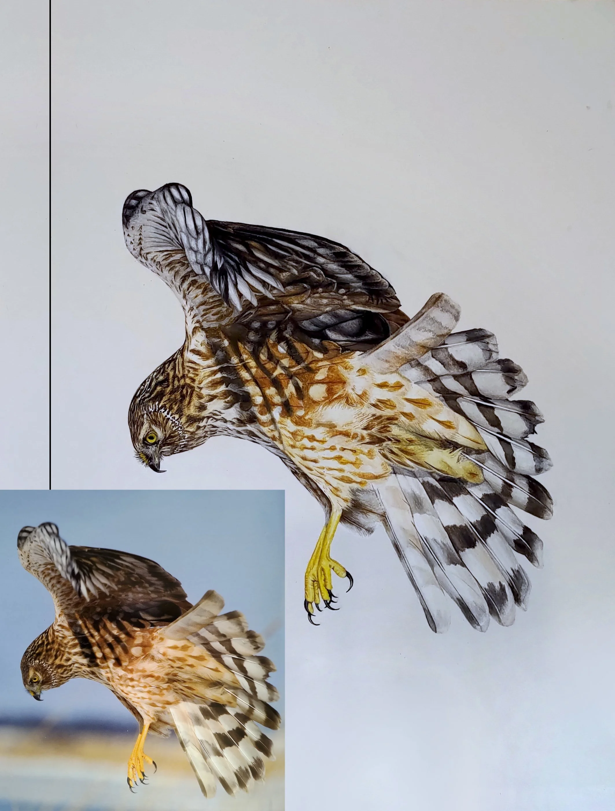 Final in the series of birds of prey; the intended batch of five was ultimately curtailed after this third installment.

As before, A3 oil pastel, the reference photo taken by Stig Frode Olsen again and can be found in the same book RSPB British Bird