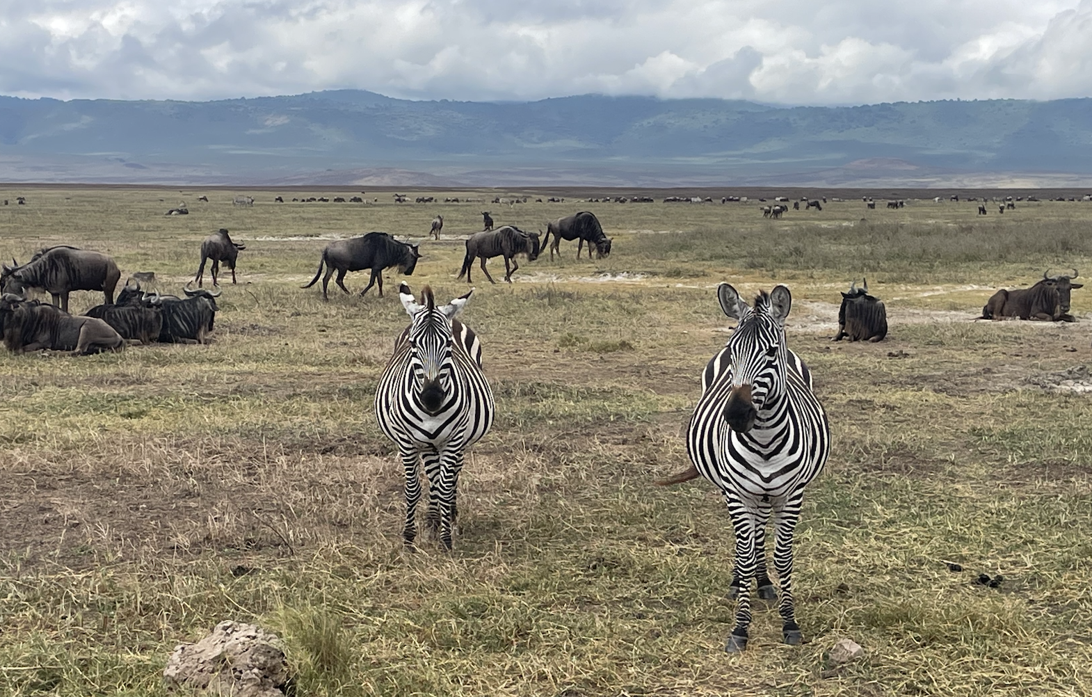 5-Day Journaling Exercise: Evolution, It’s Not Black and White