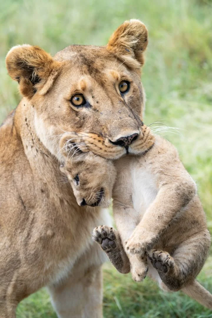 Personality Juggler In Training