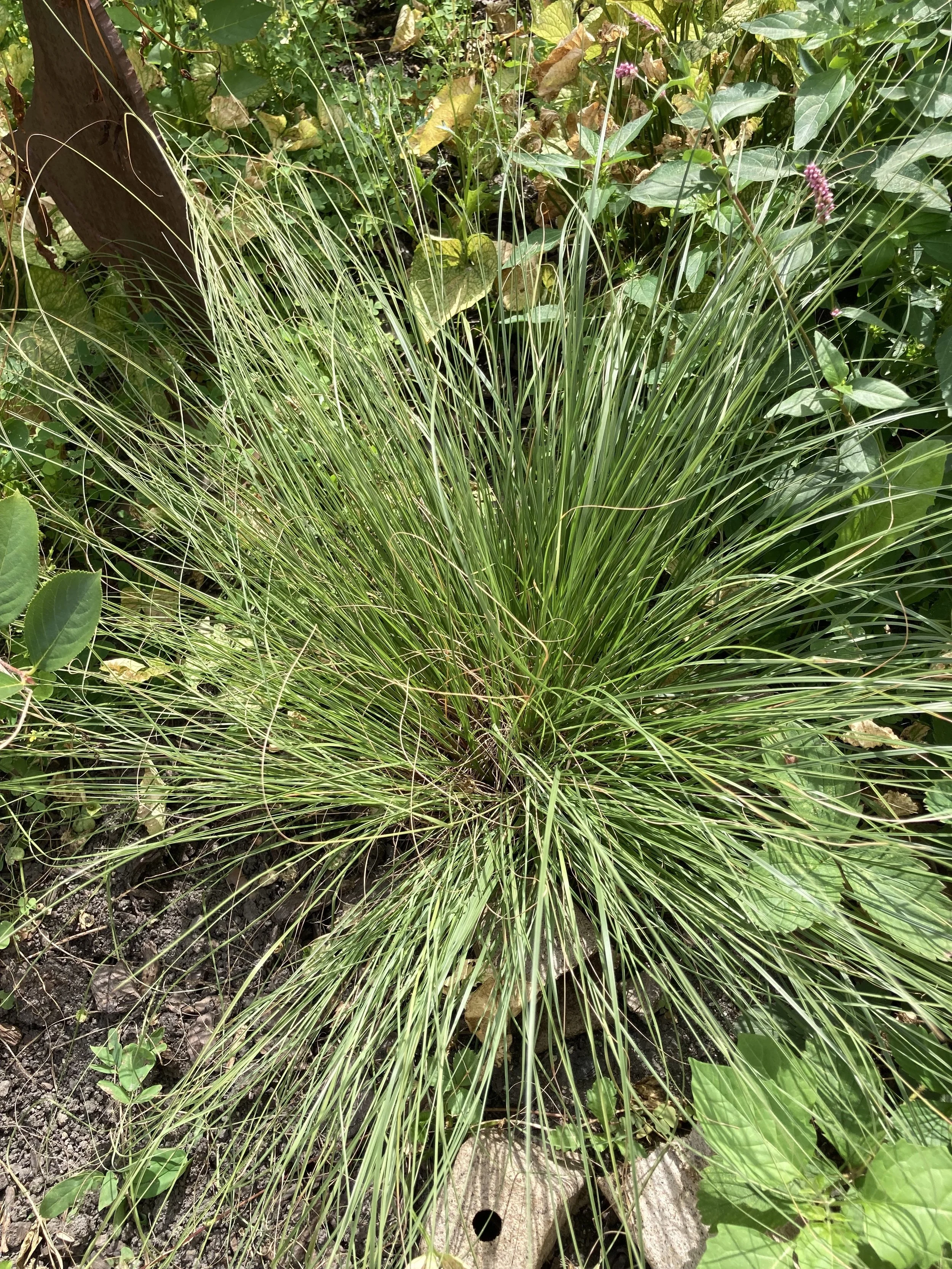 sedge.jpg