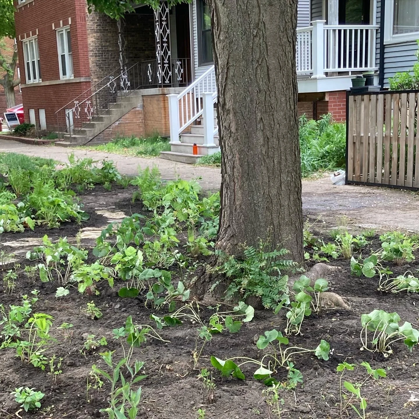 Sunnyside view from alley.JPG