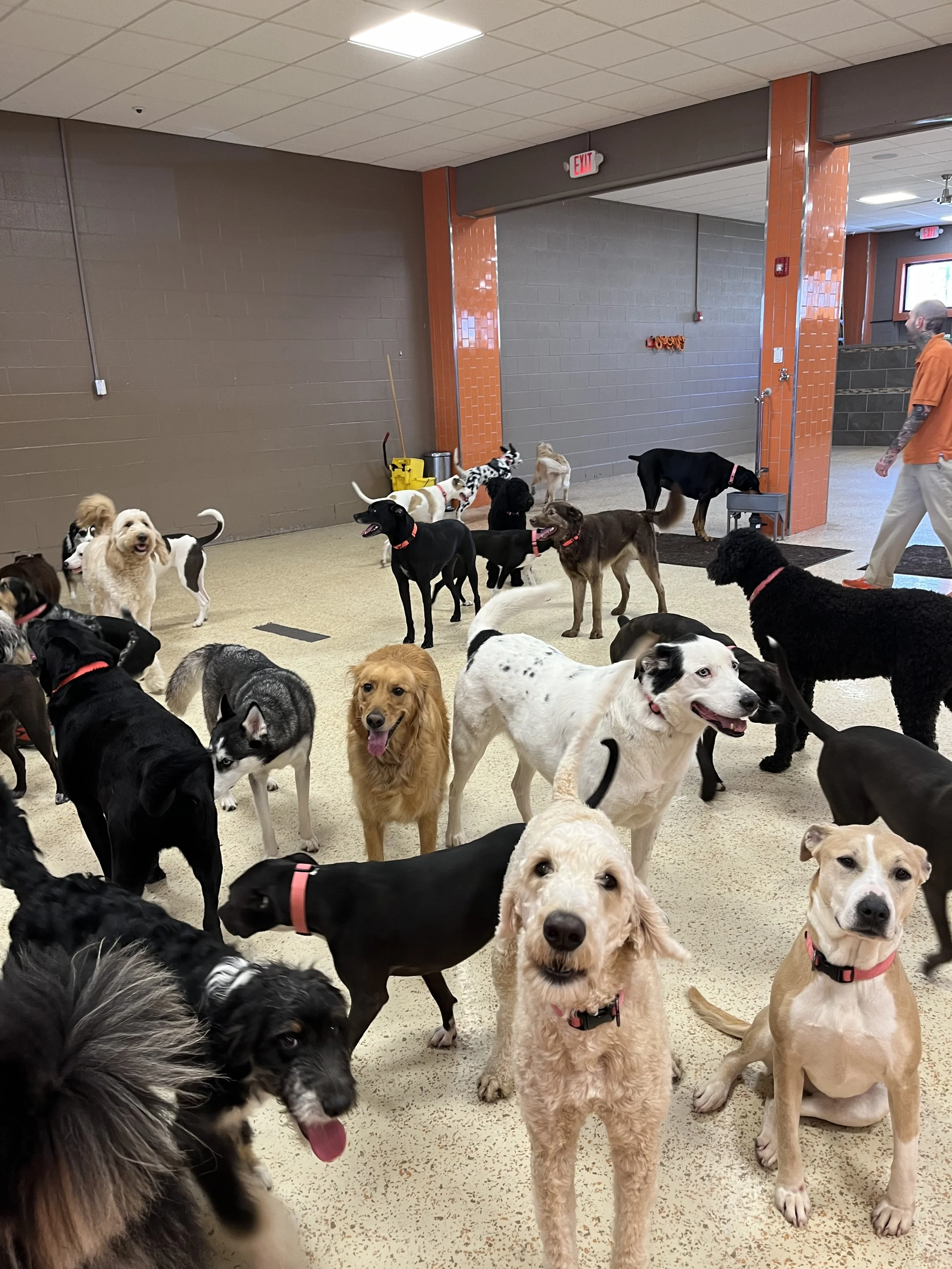 daycare dogs big dog area