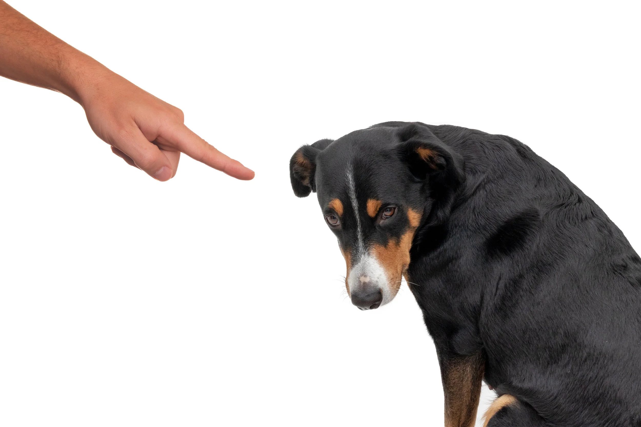 The Pitfalls of Incorrect Dog Training: A Comprehensive Guide
