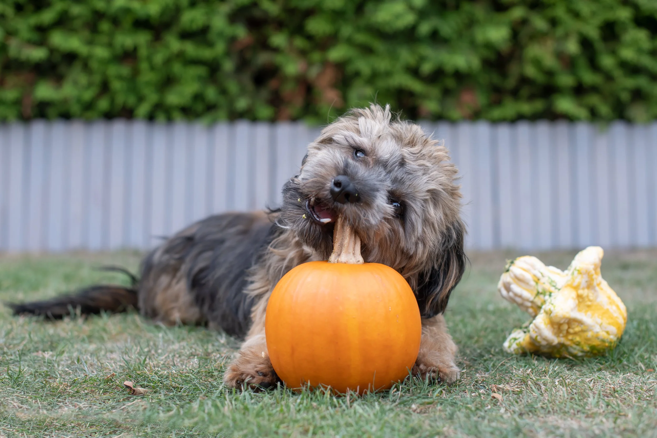 Pumpkin Pie Bites : A Fall Treat from Chef Hamilton Hound