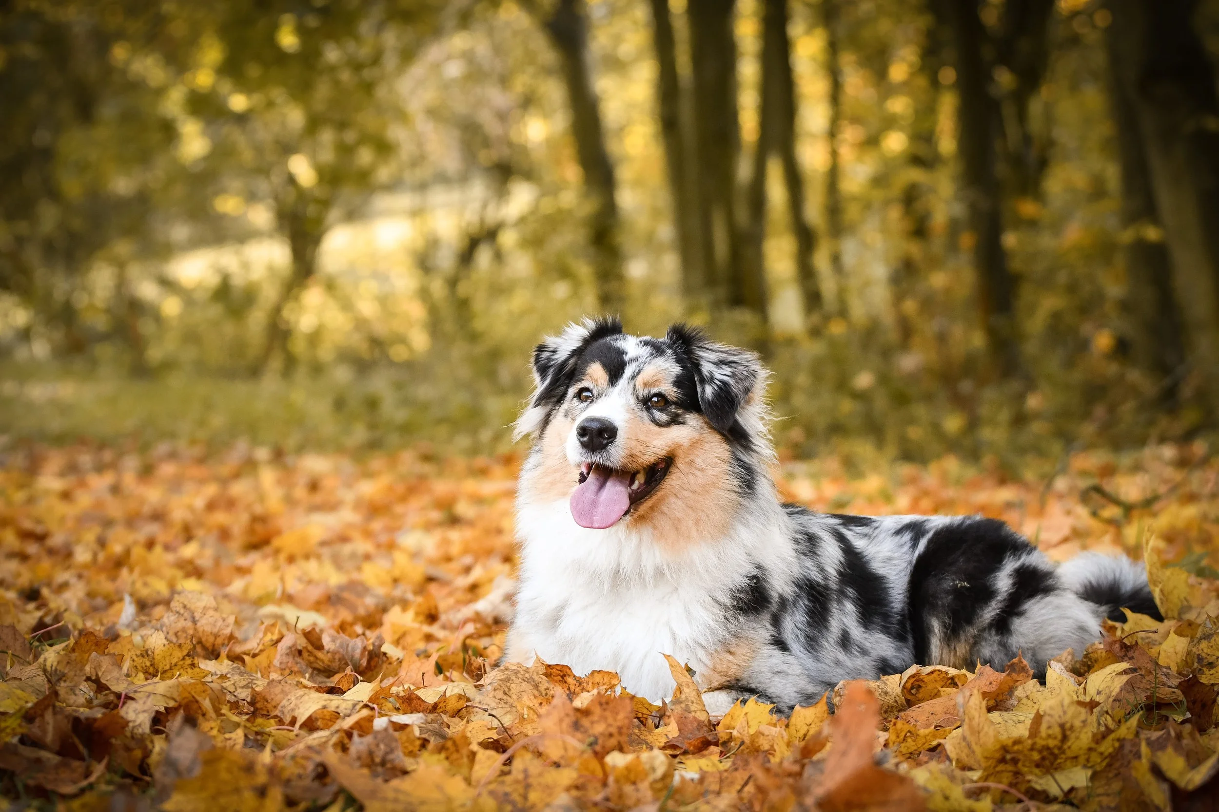 🍂 Fall Health Tips for Your Pup