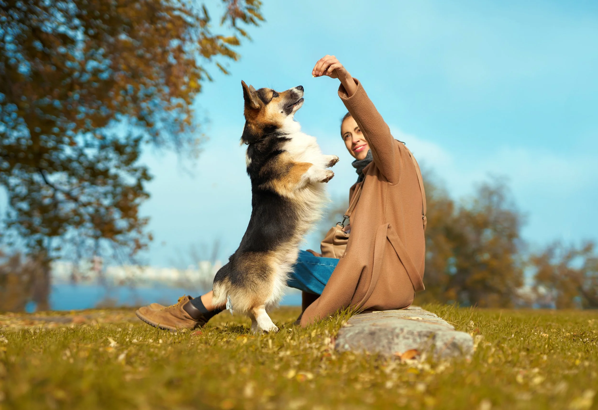Understanding the Four Types of Operant Conditioning in Dog Training