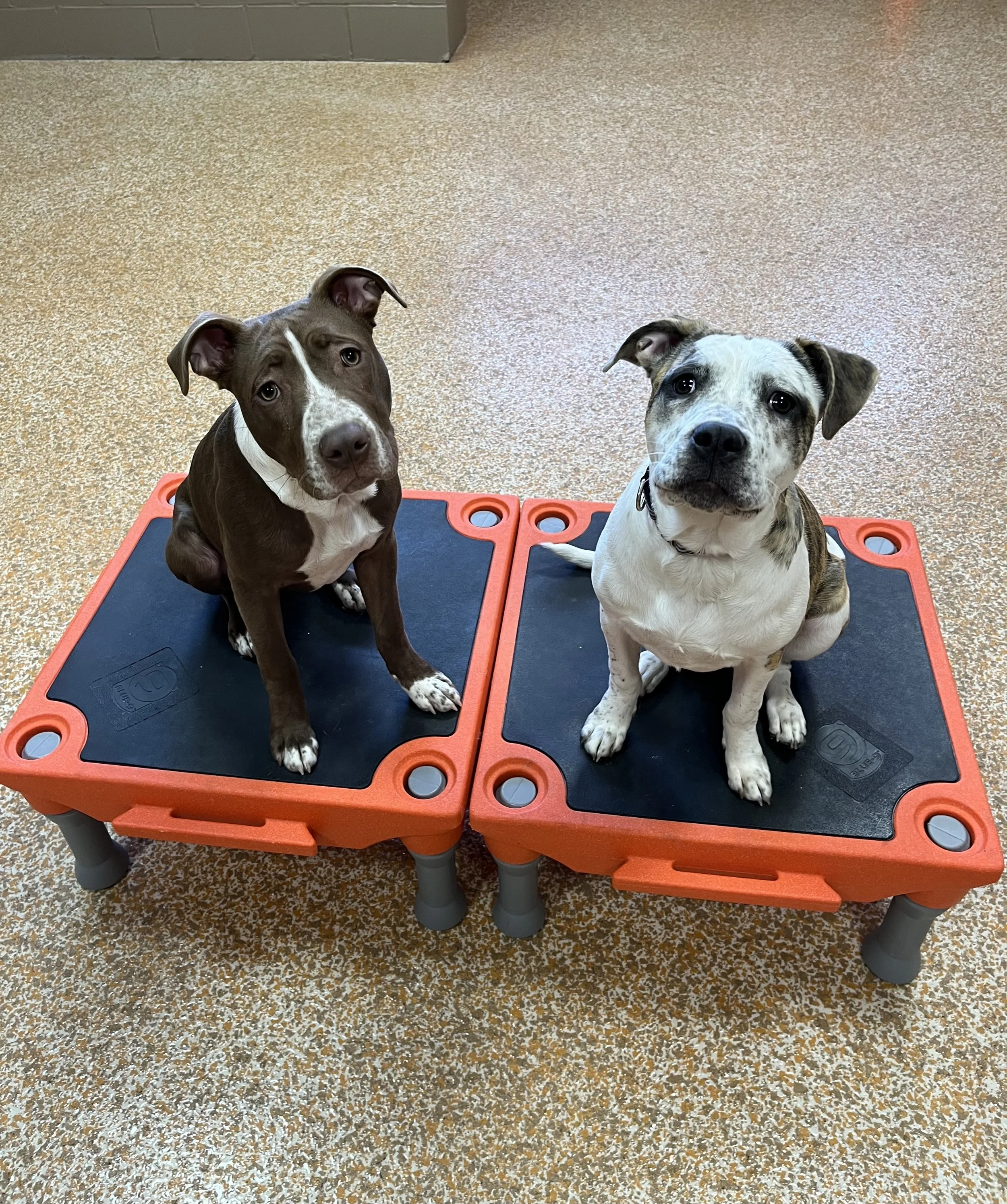 Duke and Bailey.jpeg