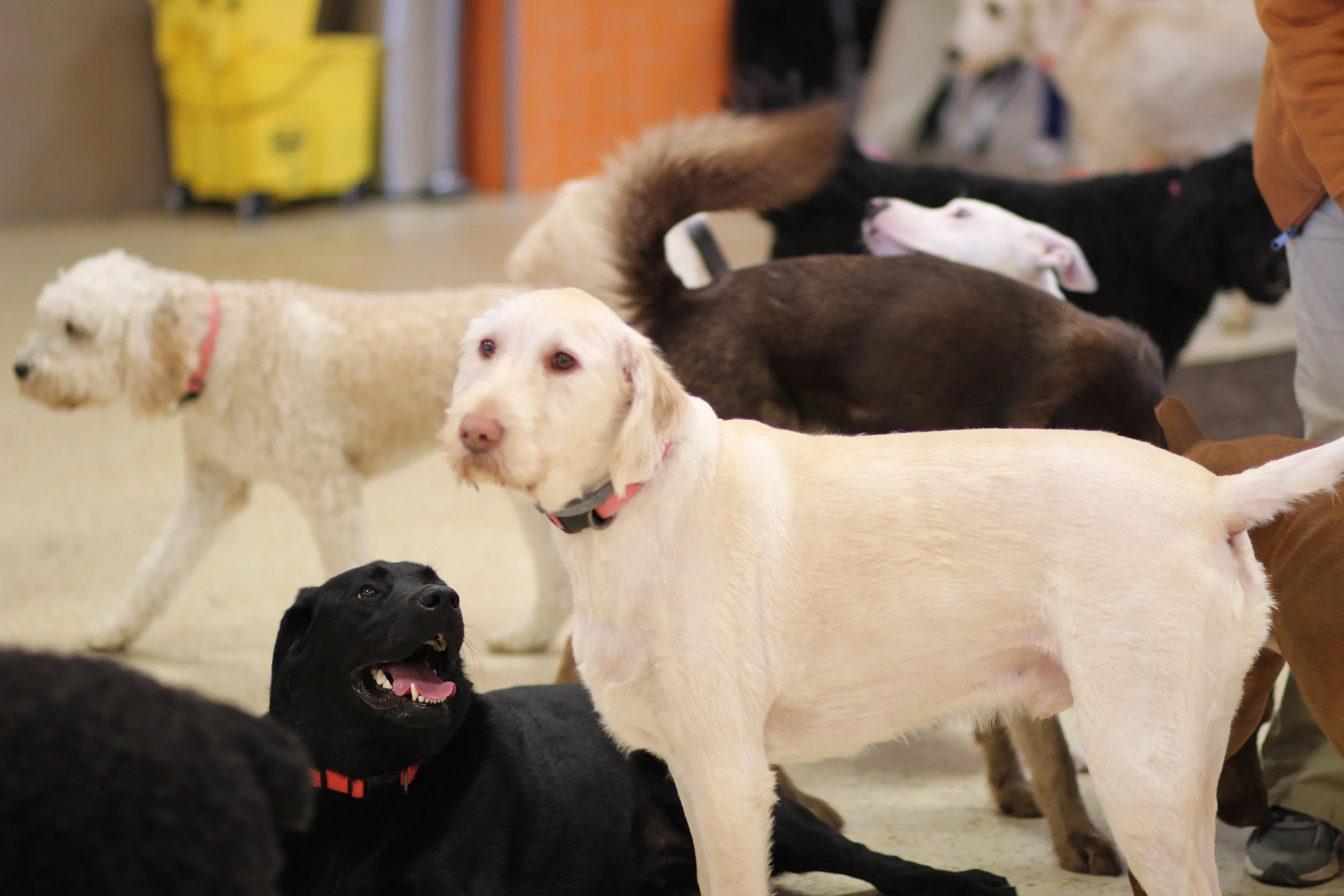 Daycare dogs