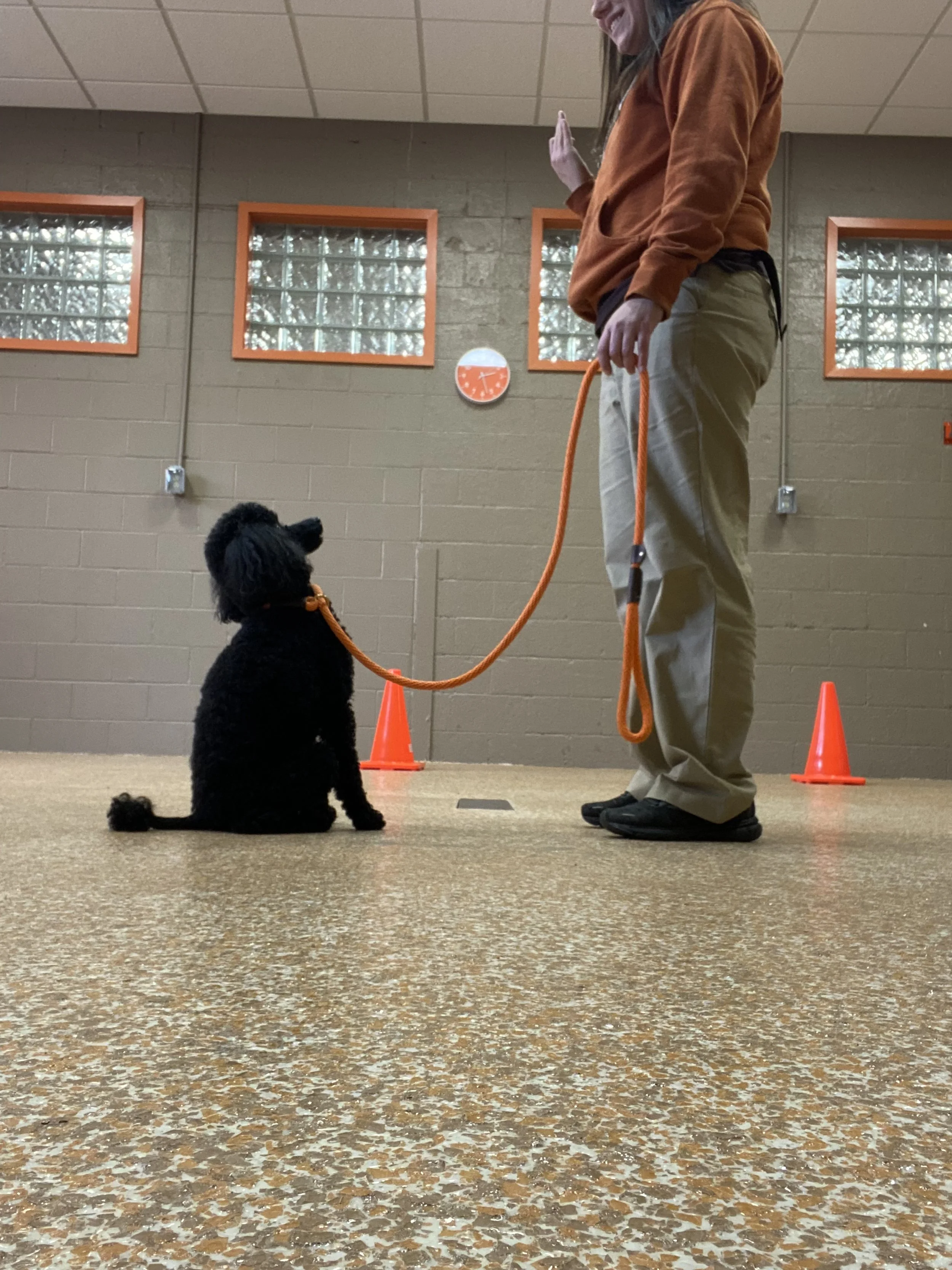 Training ( Winston ) .JPG