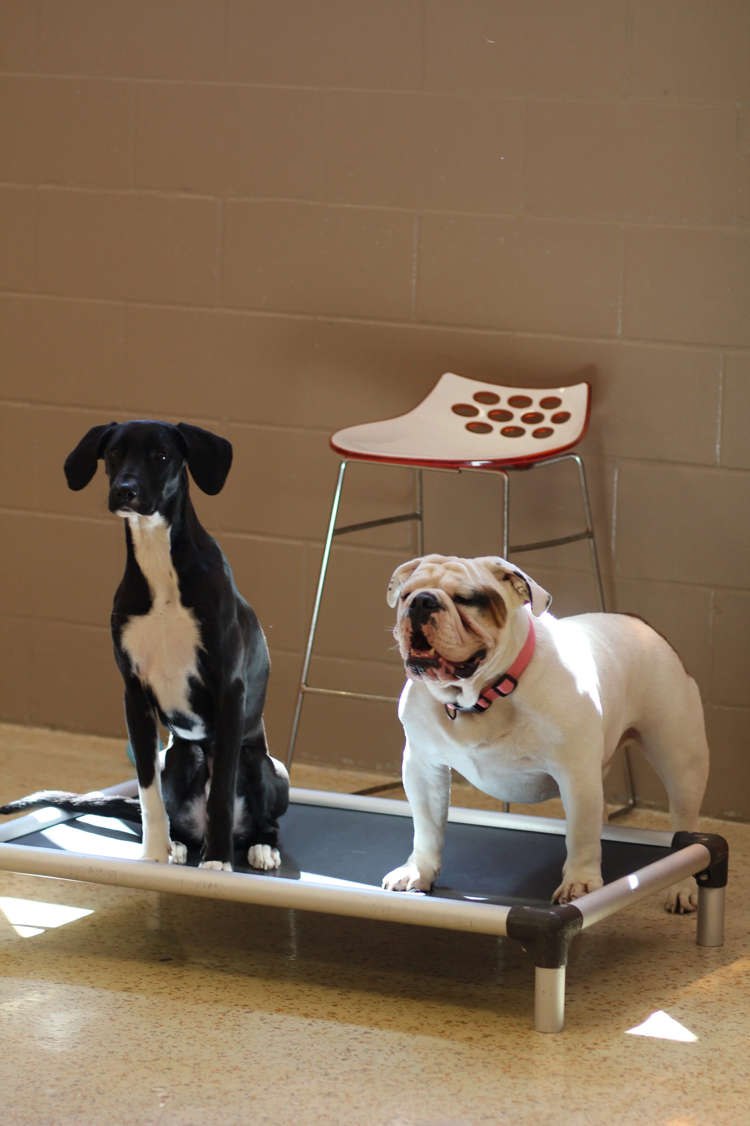 Daycare dogs Beef and Shiloh