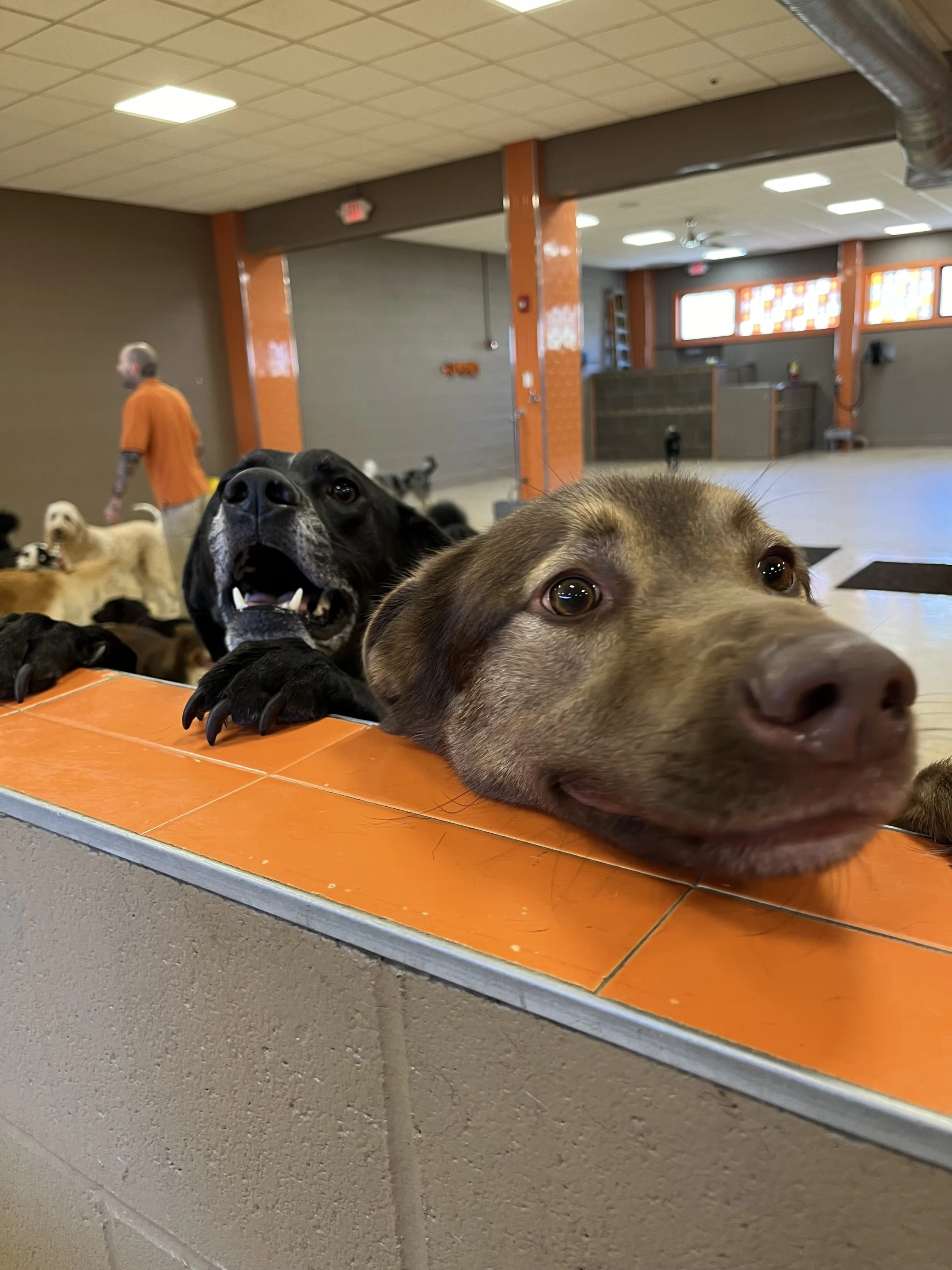 Daycare dogs