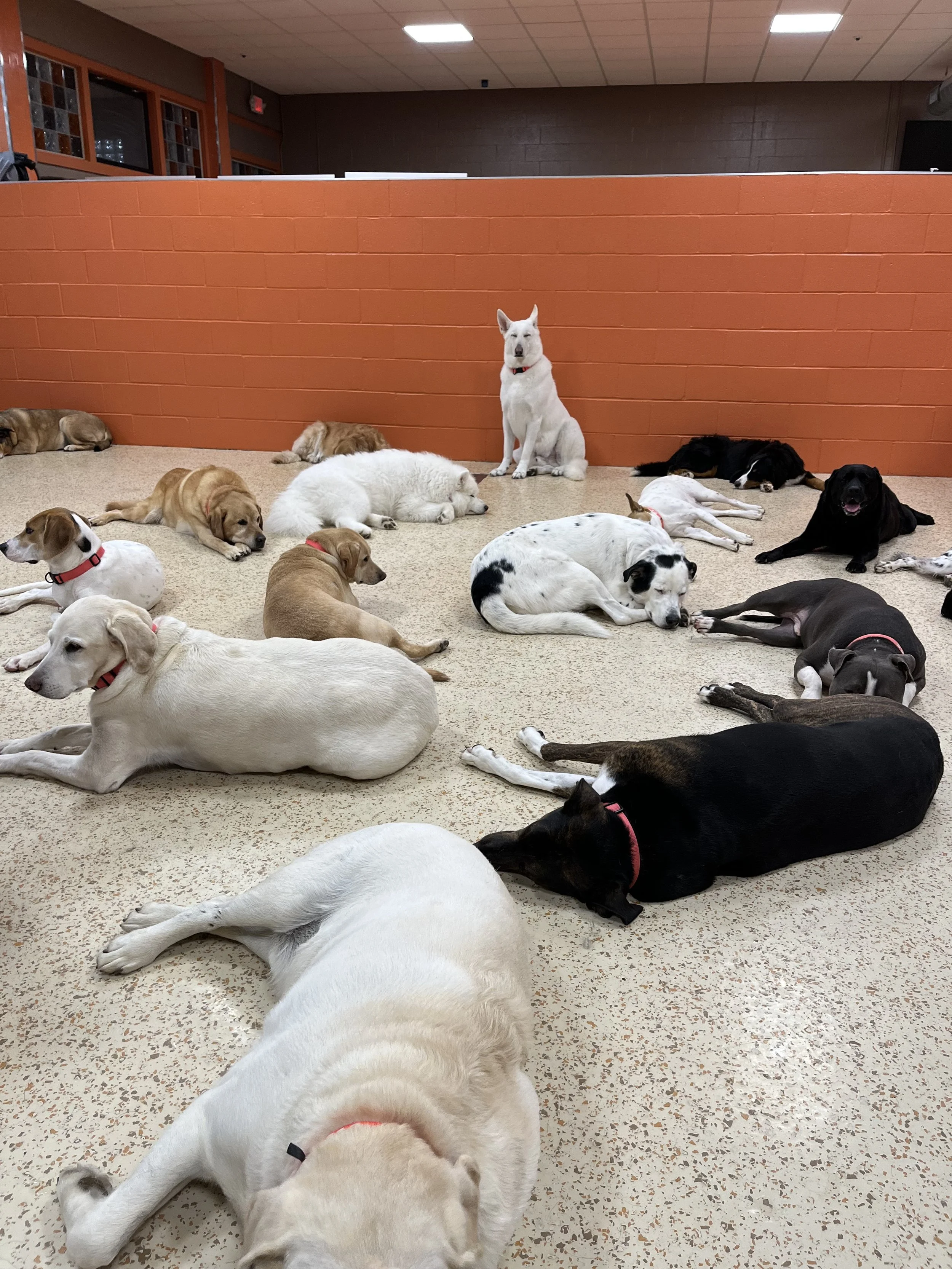 Daycare dogs lounging