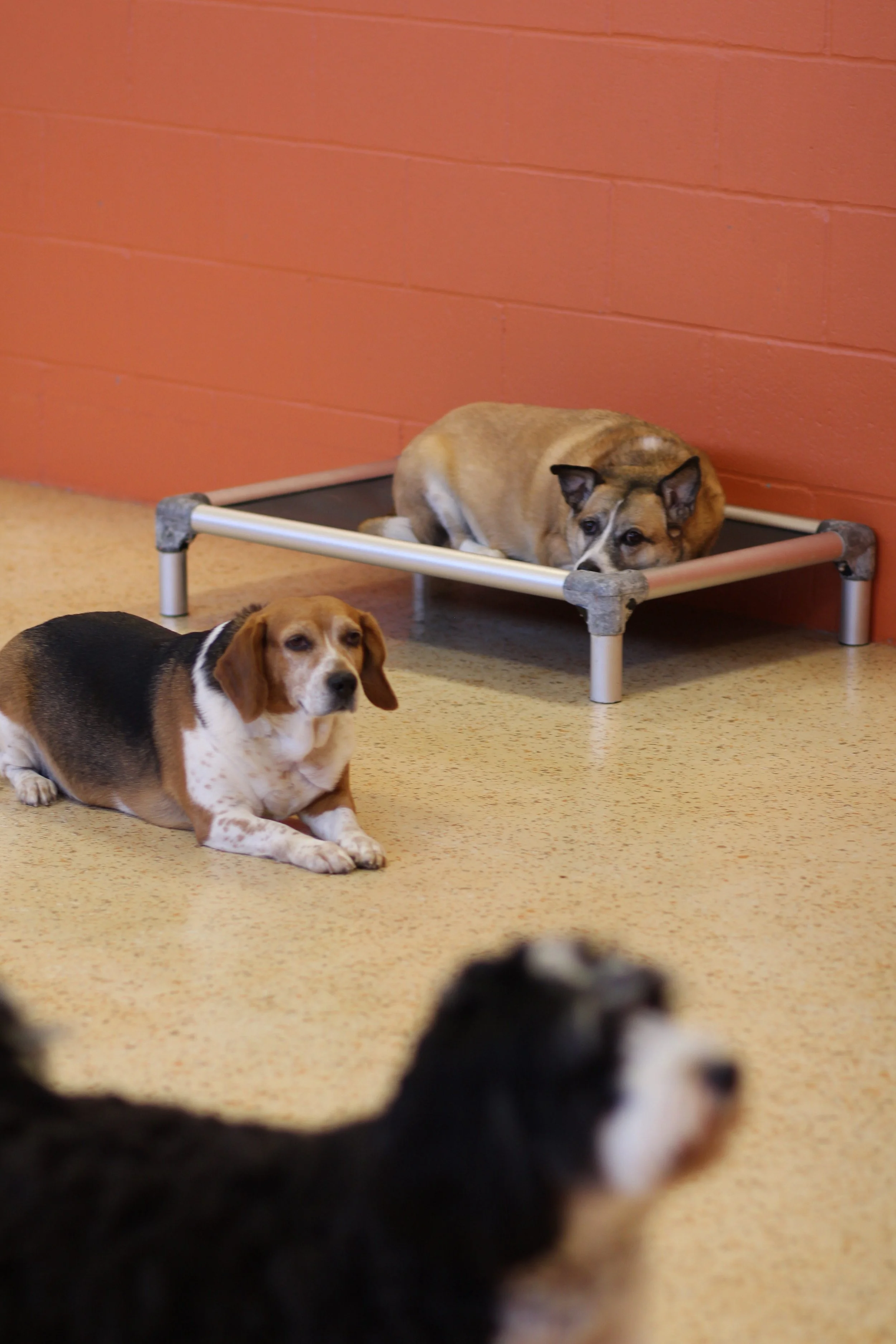 Daycare dogs