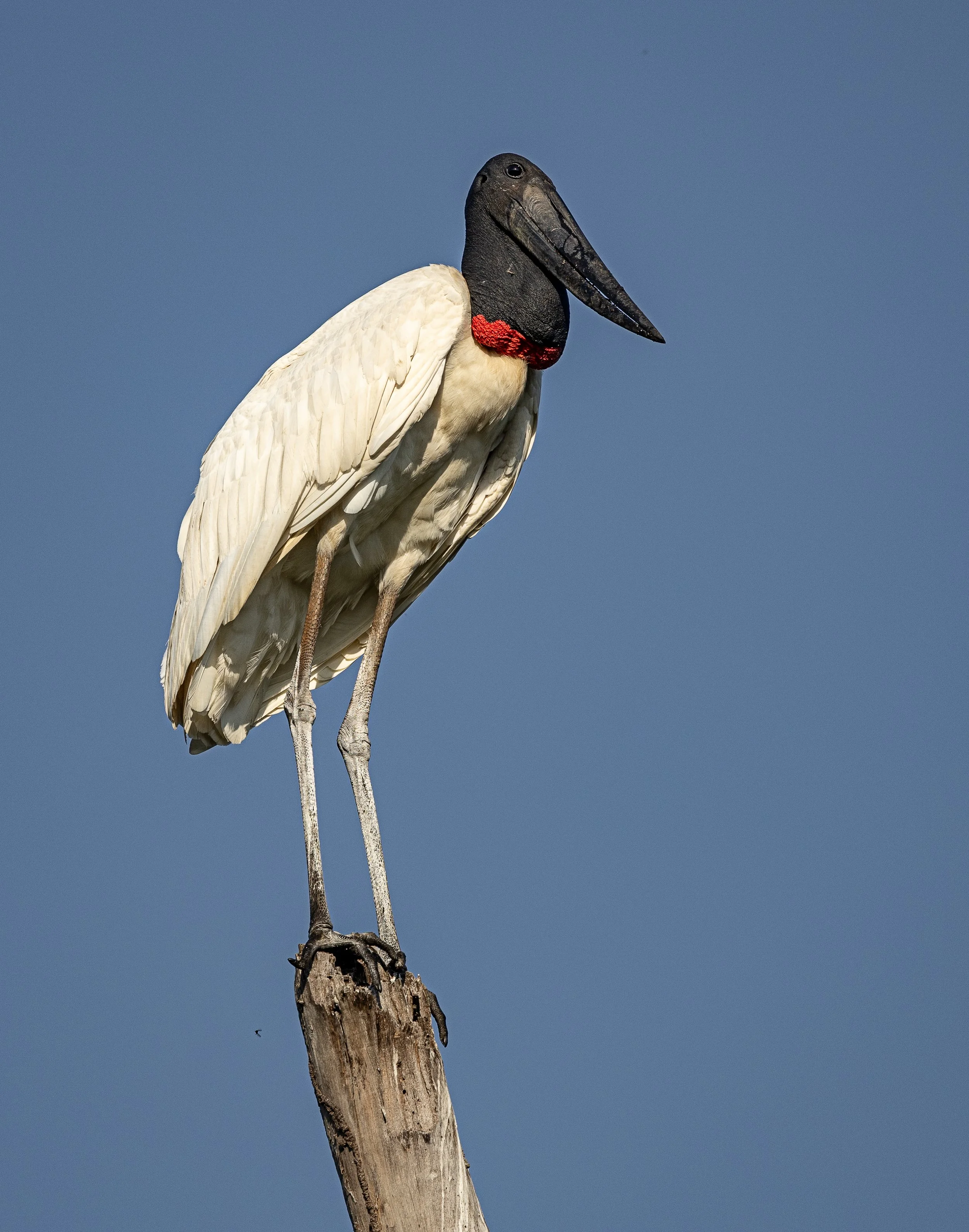 The next several images showcase the variety of bird species