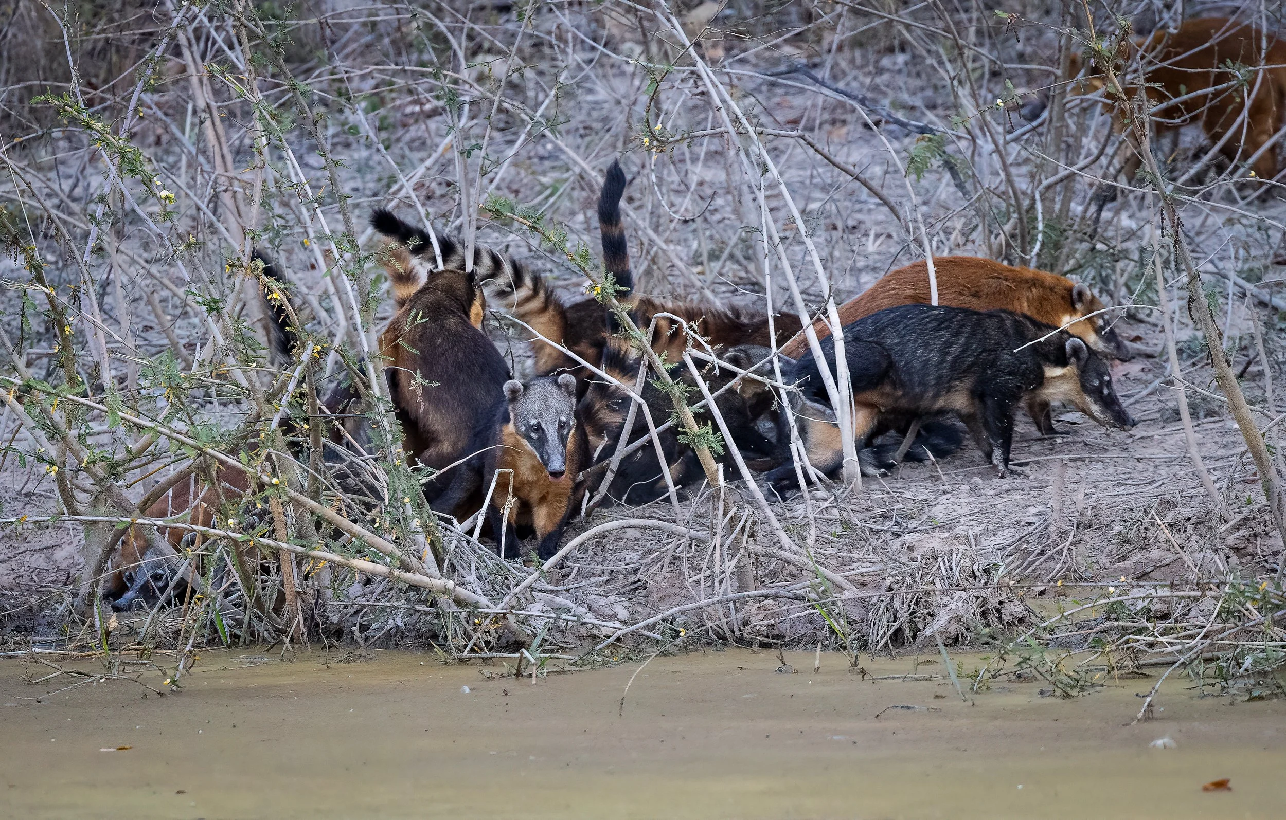 Pantanal 7-2026-1453-2-Edit.jpg