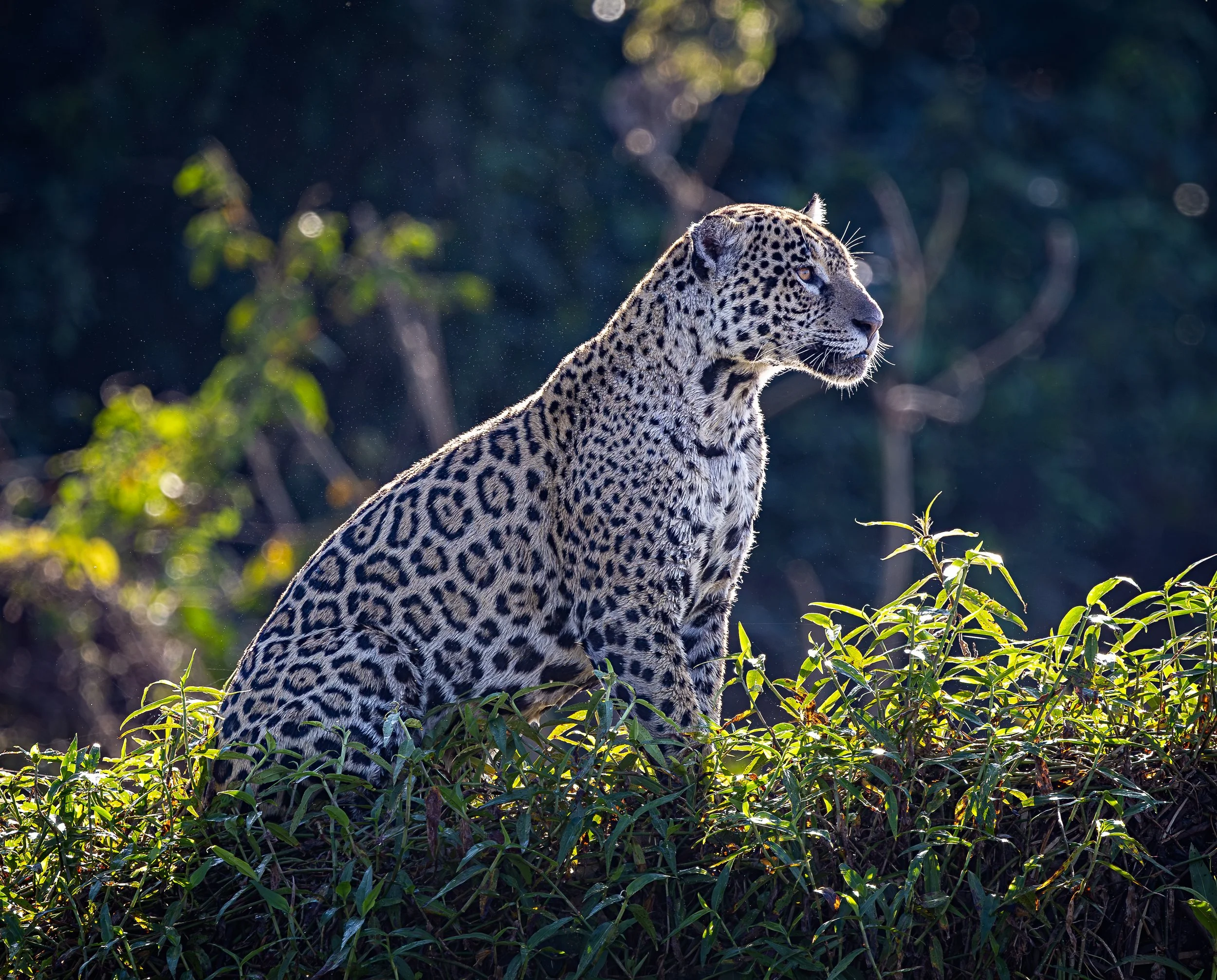Pantanal 7-2026-1039-2-Edit.jpg