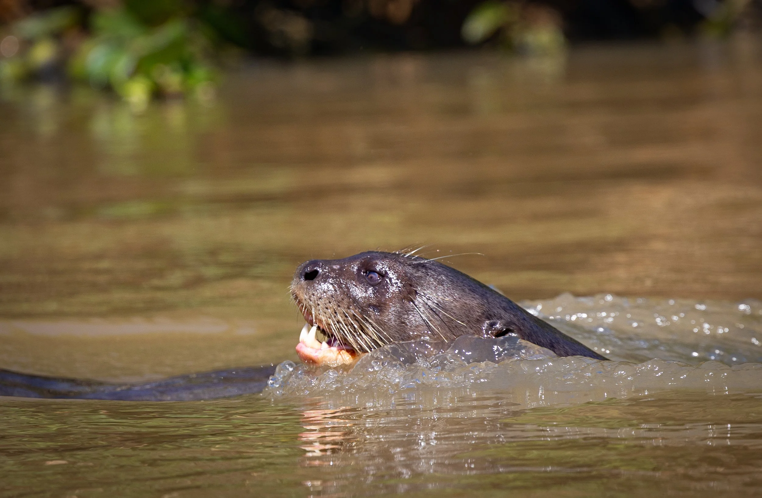 Pantanal 7-2026-624-2-Edit.jpg