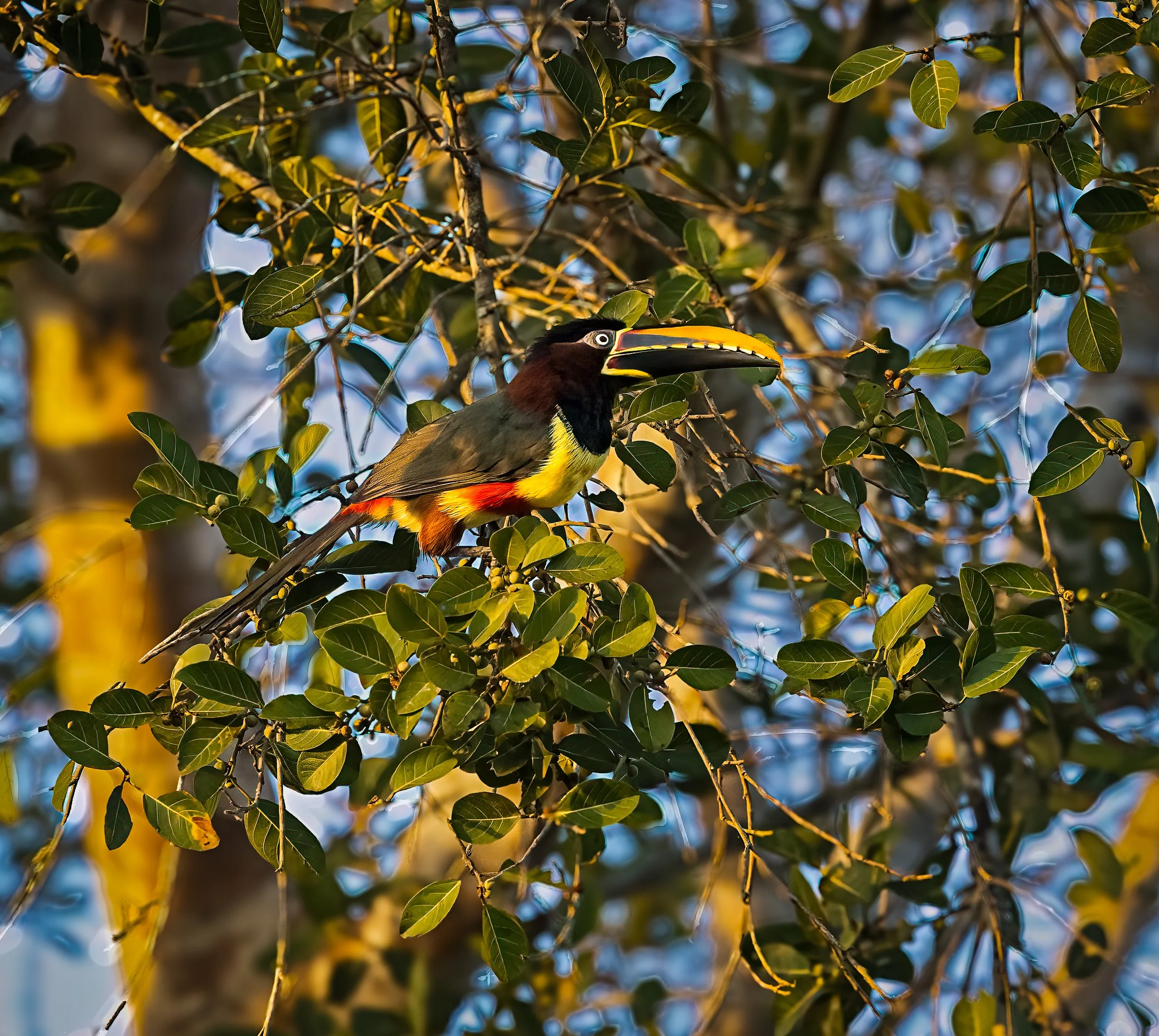 Pantanal 7-2026-775-Edit-Edit.jpg
