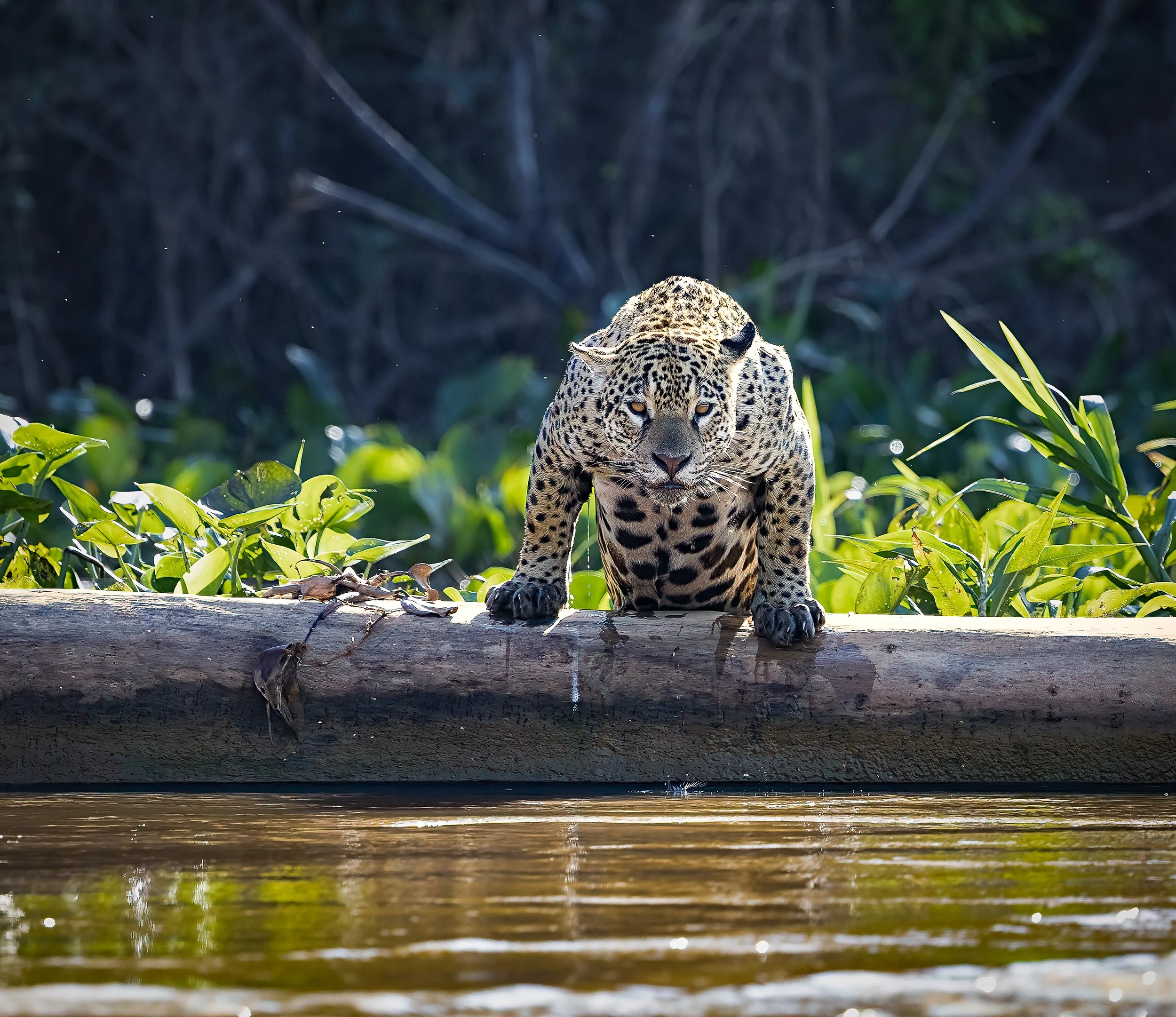 Pantanal 7-2026-1022-2-Edit-Edit.jpg
