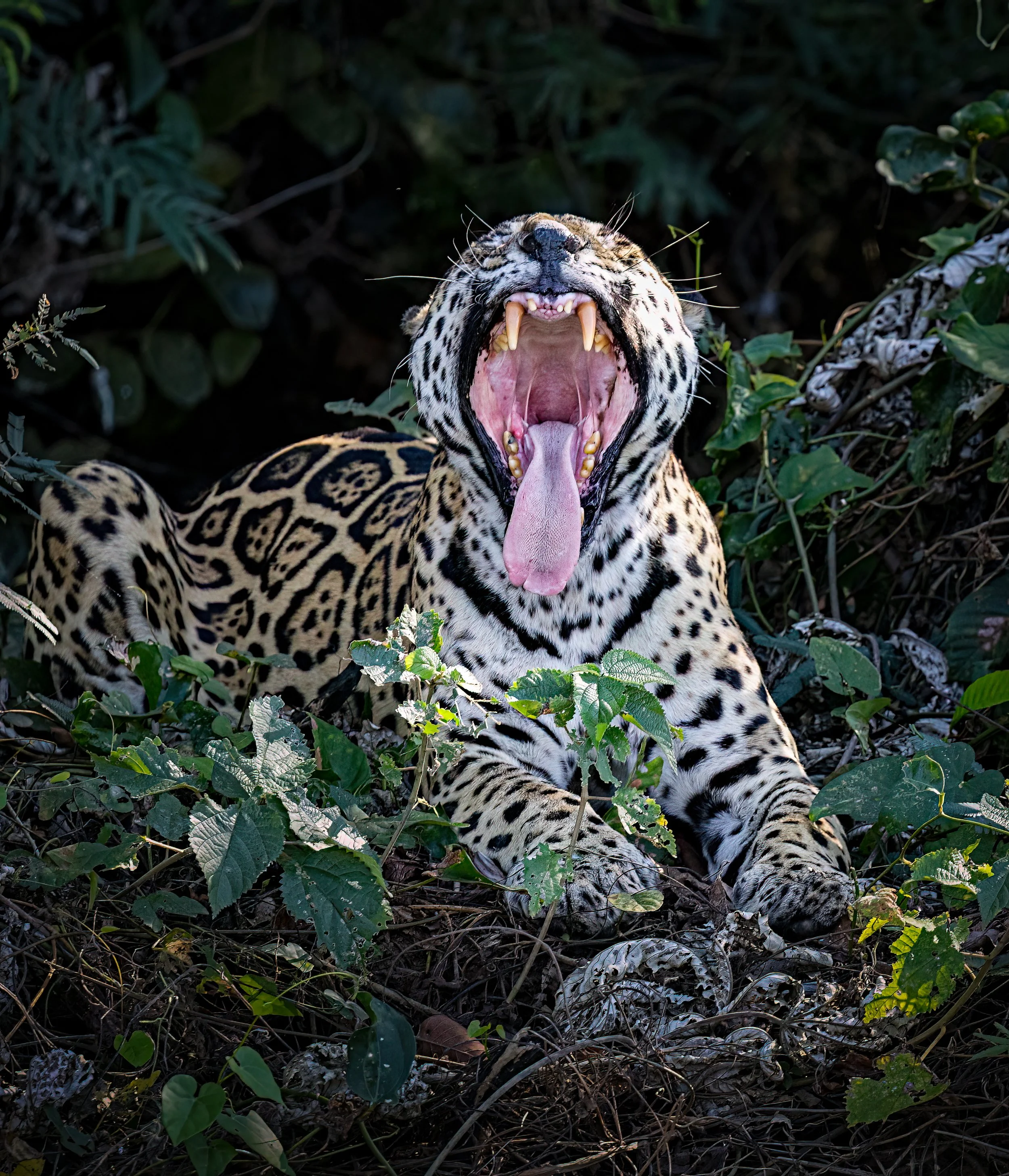 Pantanal 7-2026-1463-Edit-Edit.jpg