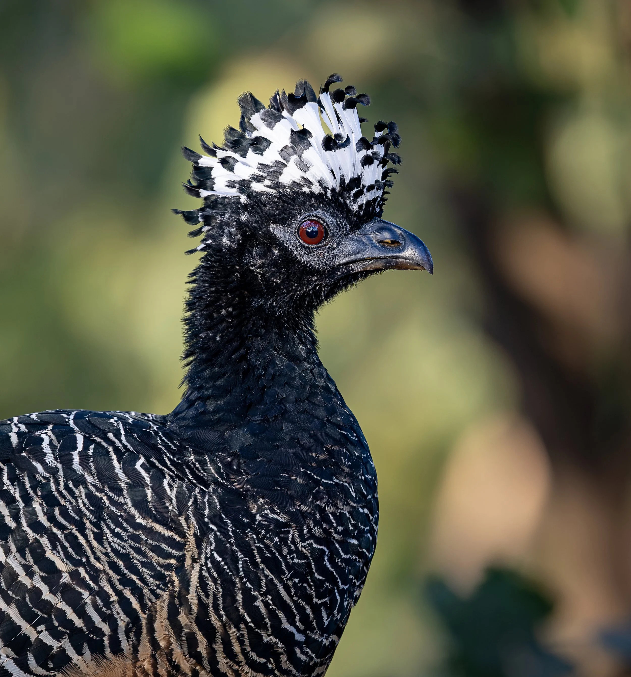 Pantanal 7-2026-433-3-Edit.jpg