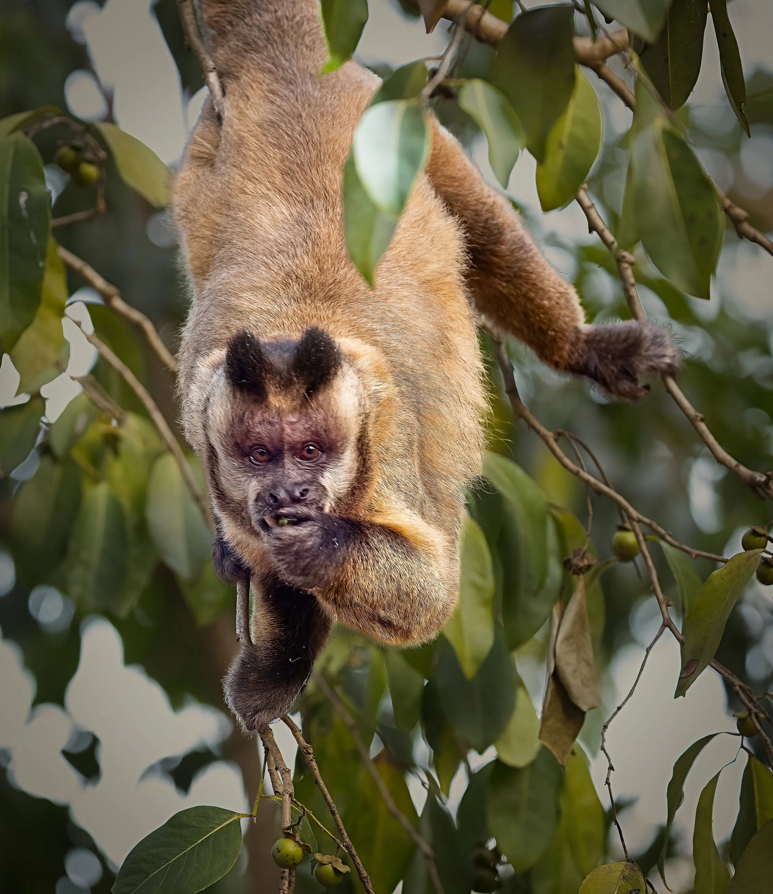 Pantanal 7-2026-186-3-Edit-Edit.jpg
