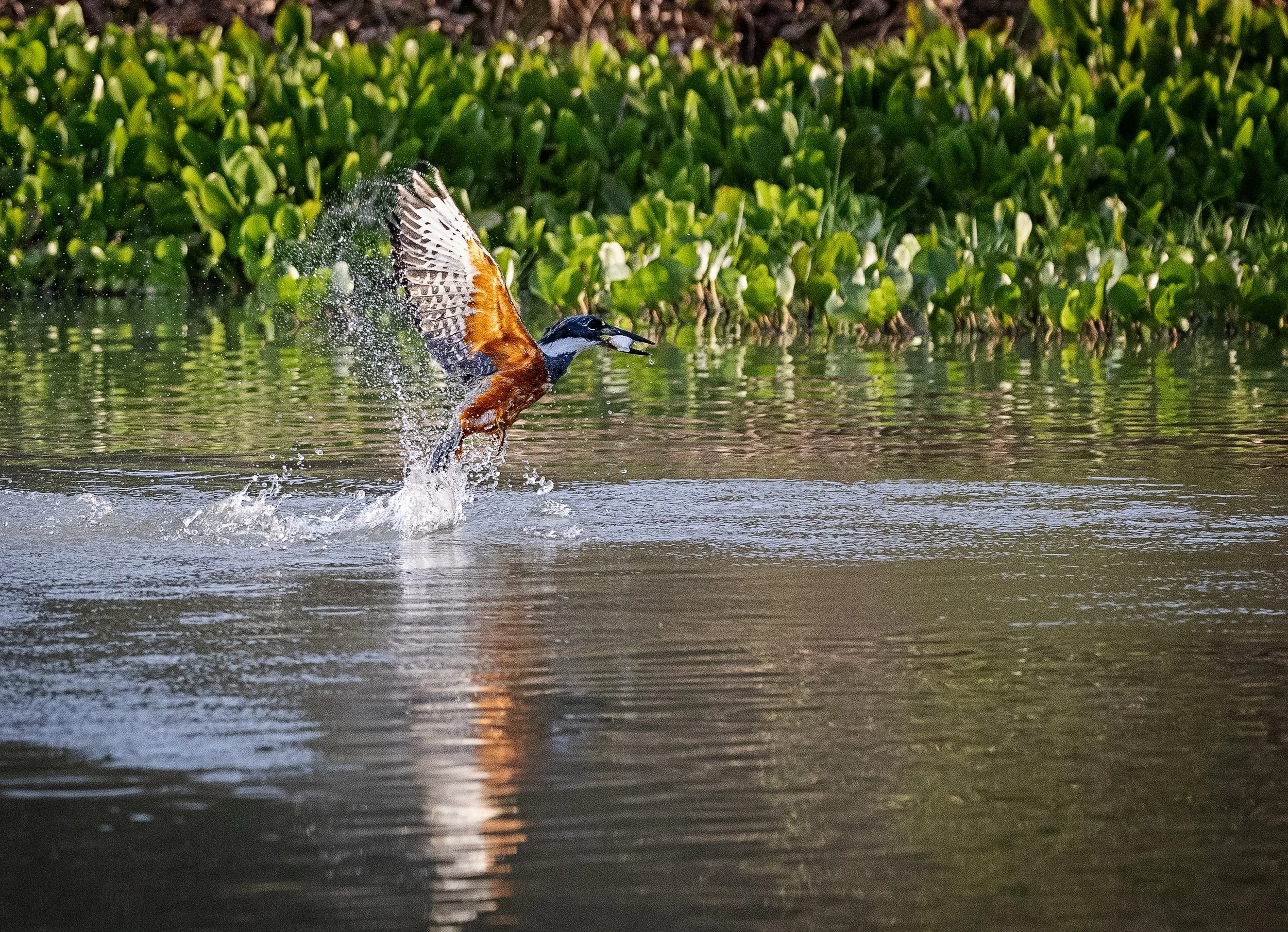 Pantanal 7-2026-910-3-Edit-2.jpg