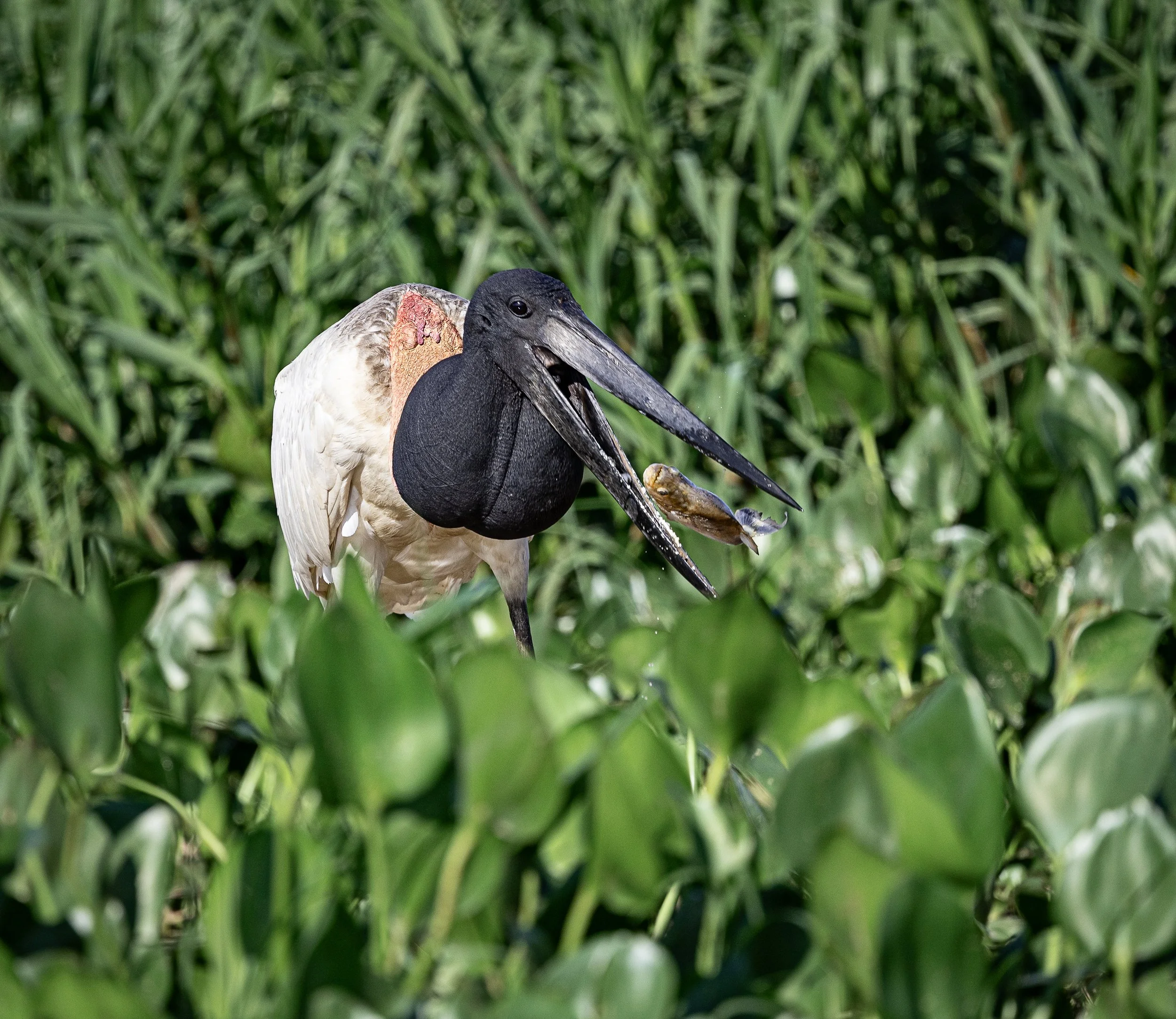 Pantanal 7-2026-1846-Edit-2.jpg