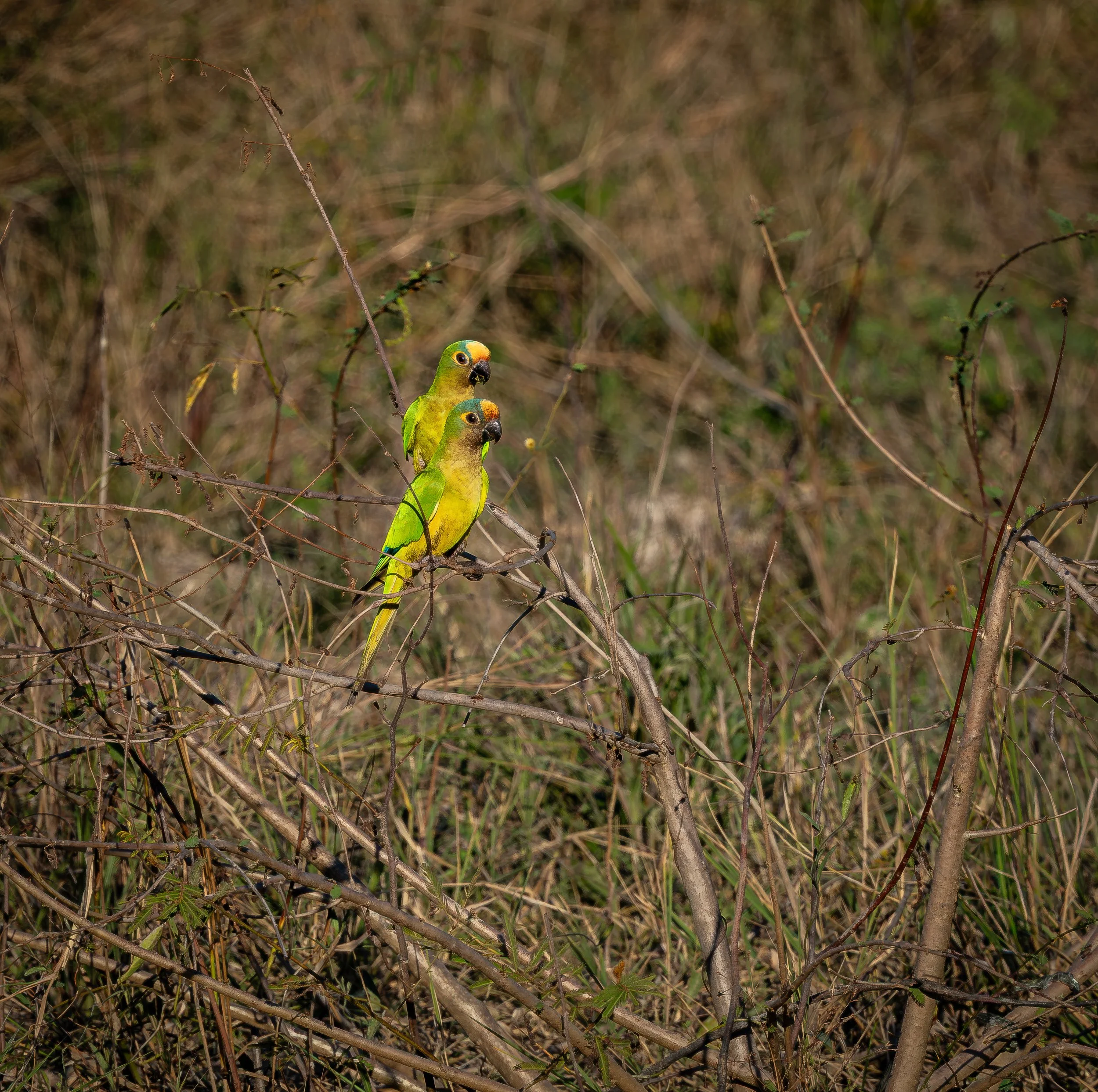 Pantanal 7-2026-1244-2-Edit.jpg