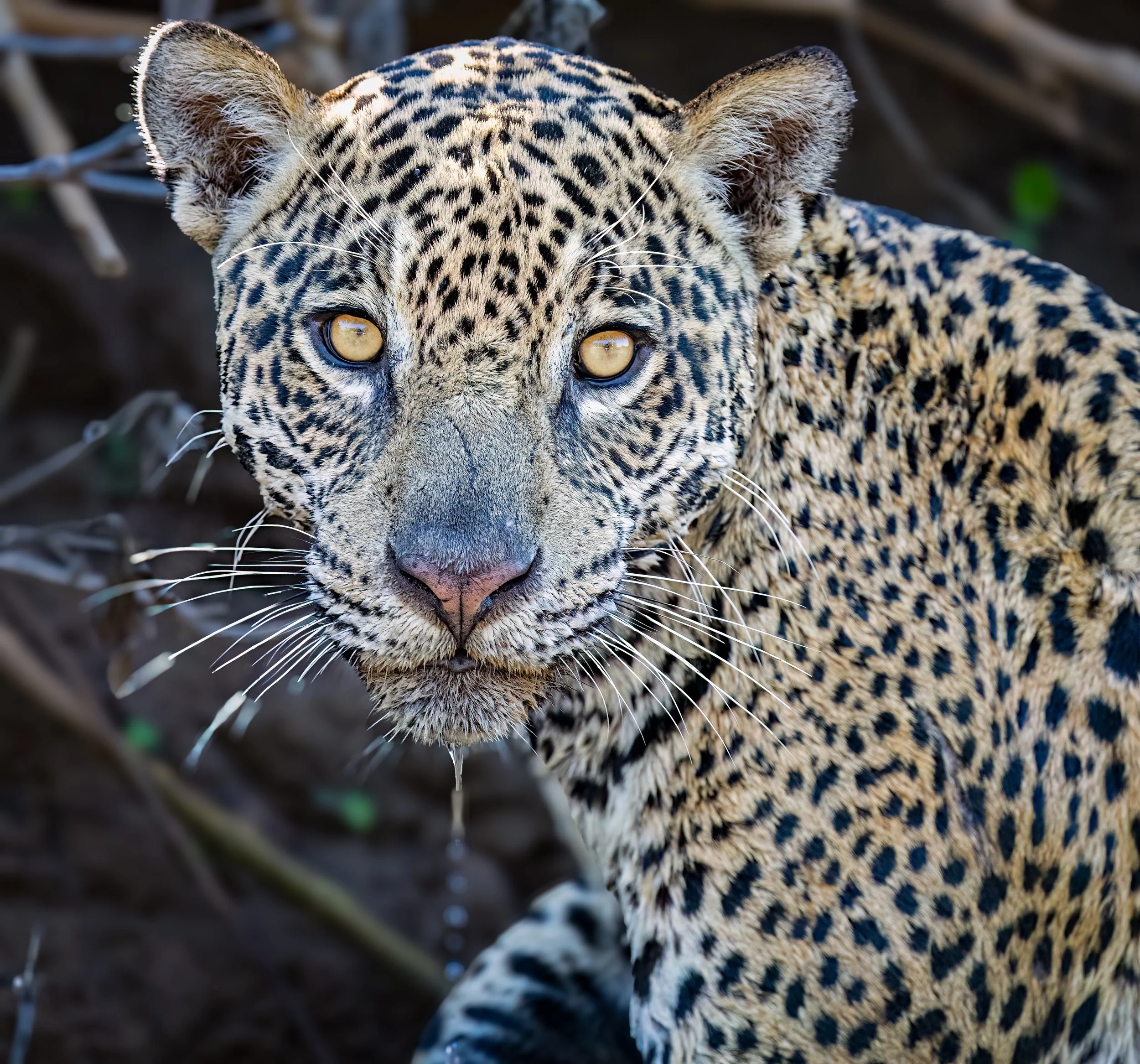 Pantanal 7-2026-323-2-Edit-Edit.jpg
