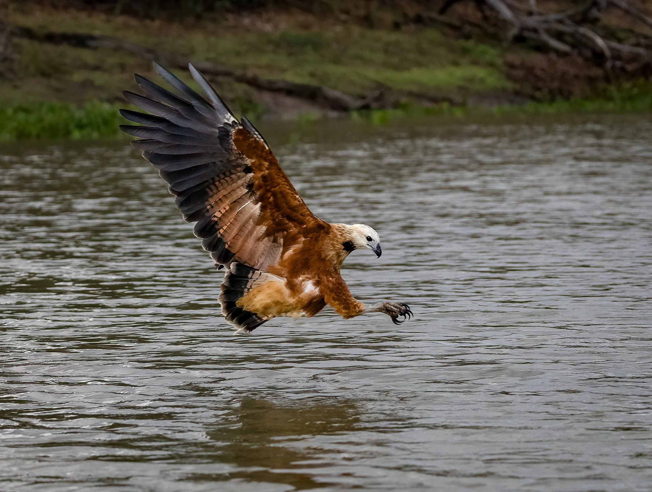 It was amazing to watch Hawks and Kingfishers dive into the water to catch their prey.