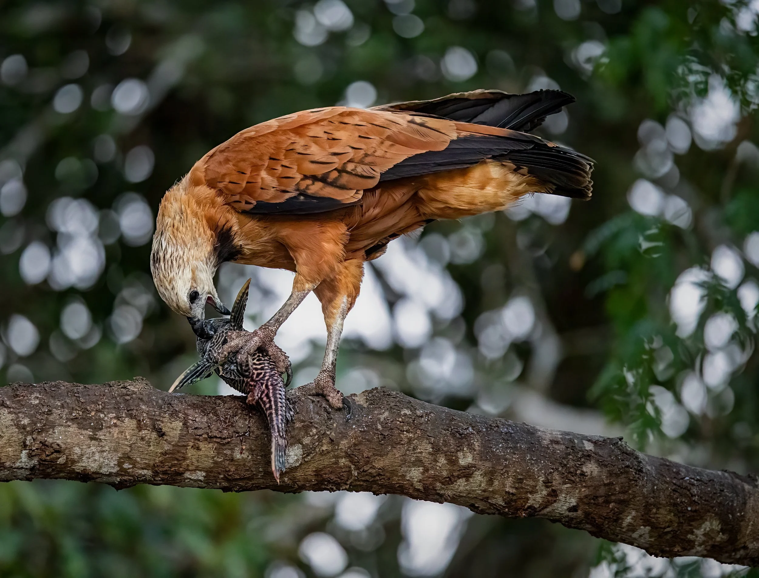 This Hawk was attempting to dig into its catch of the day.