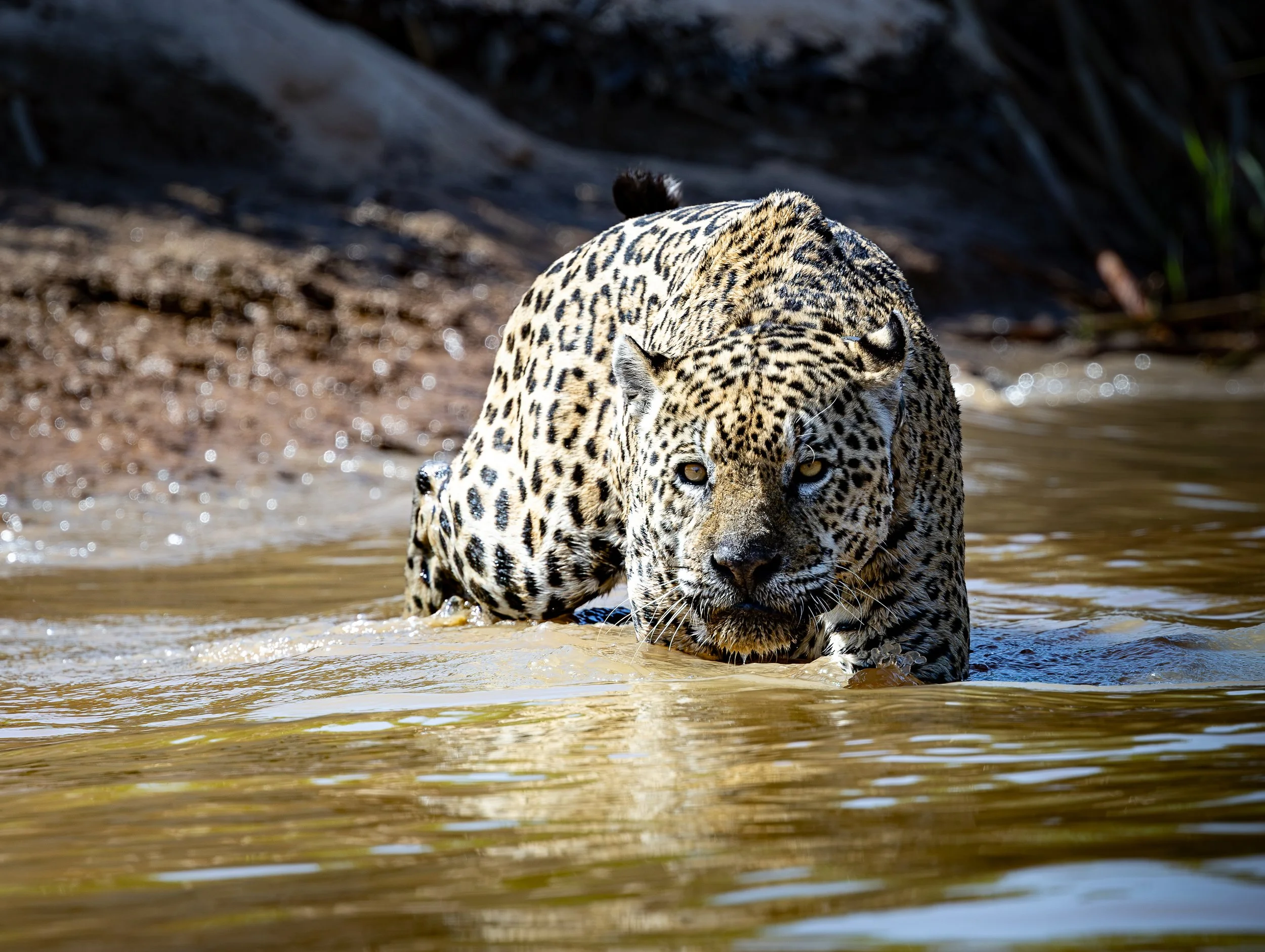 Pantanal 7-2026-1559-Edit.jpg