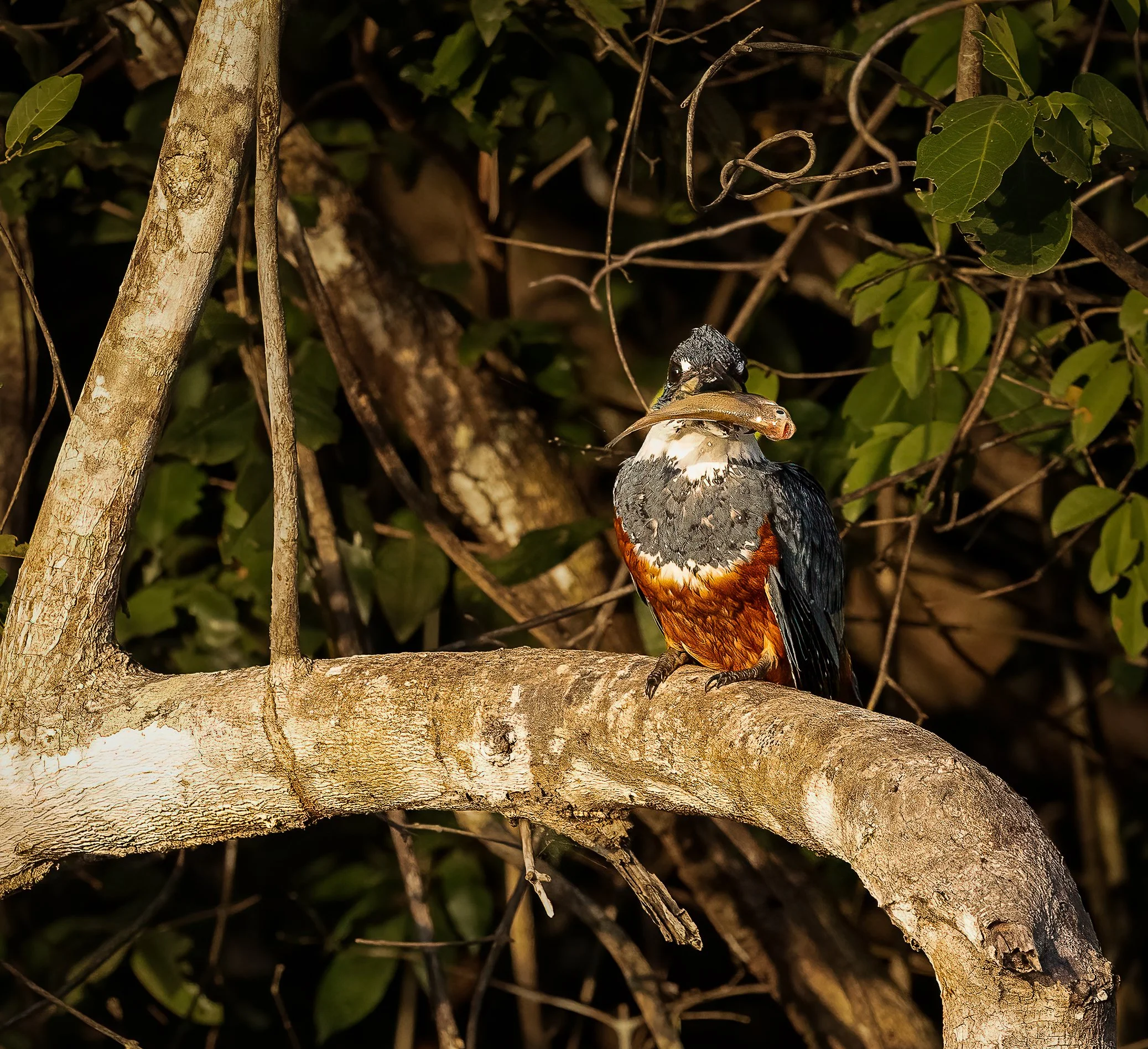 Pantanal 7-2026-980-3-Edit-Edit.jpg