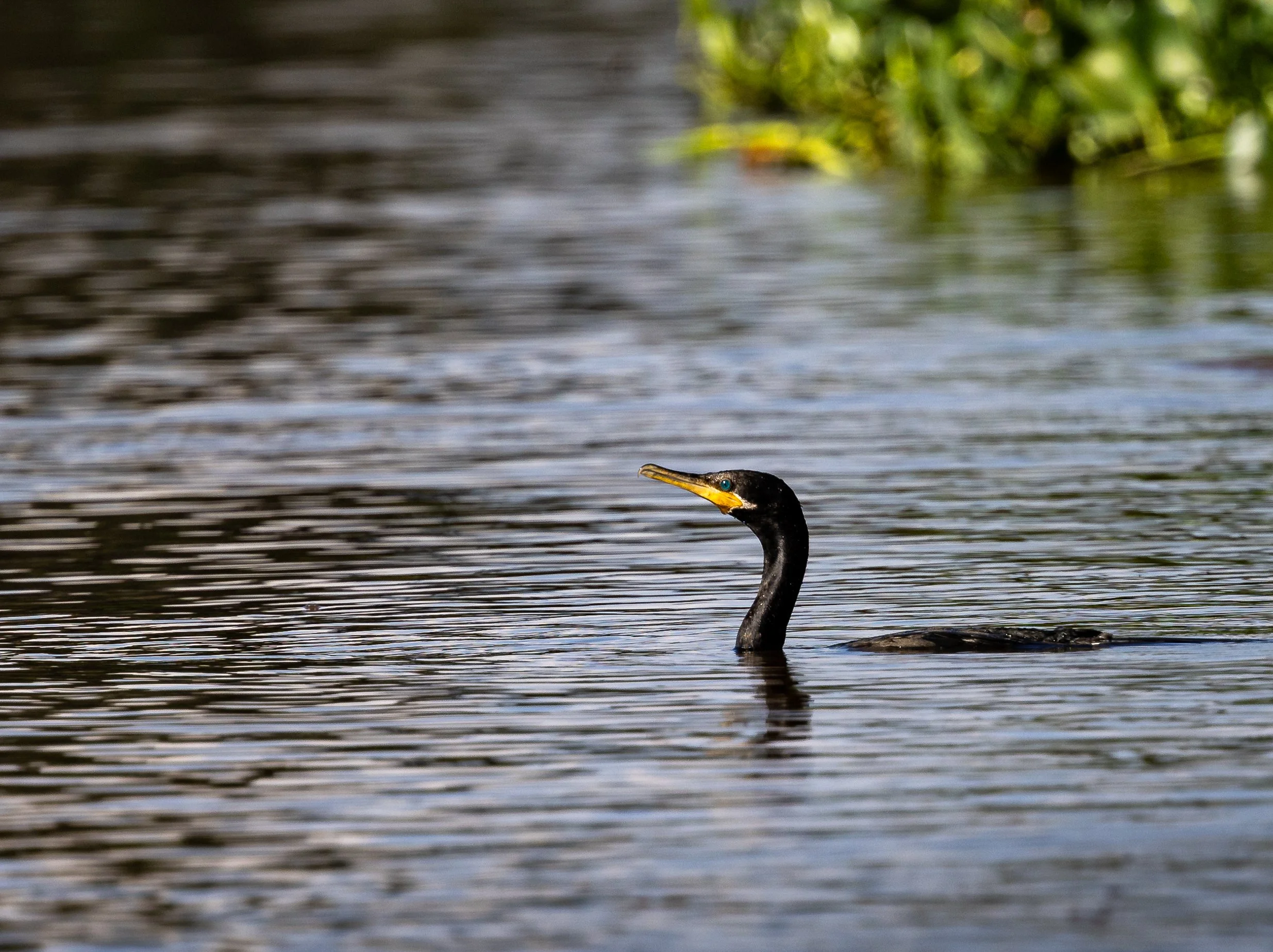 Pantanal 7-2026-1650.jpg