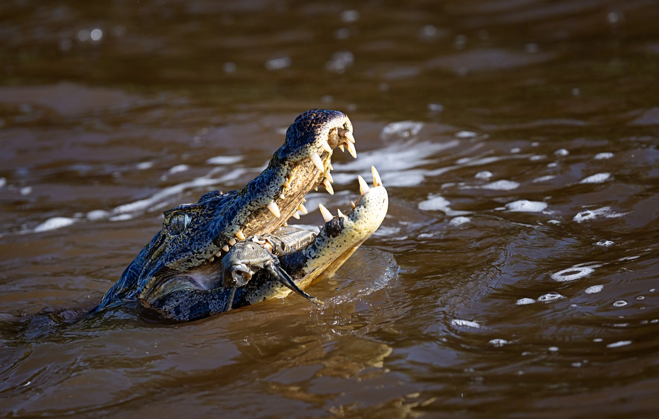 Pantanal 7-2026-1737-Edit.jpg