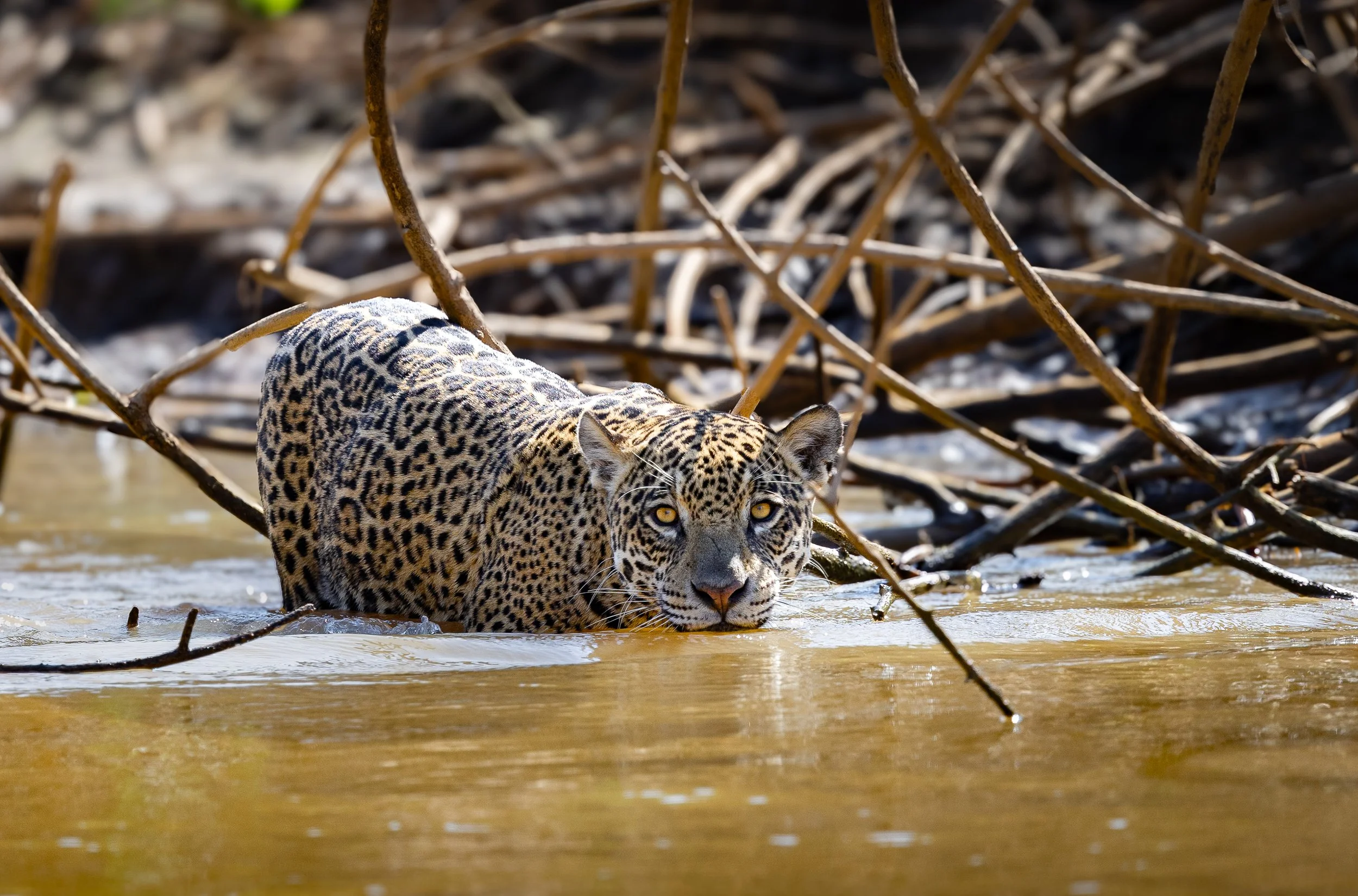 Pantanal 7-2026-460.jpg